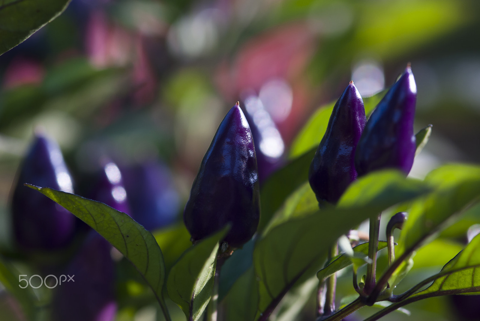 Nikon D60 + Nikon AF-S Micro-Nikkor 105mm F2.8G IF-ED VR sample photo. Purple peppers photography