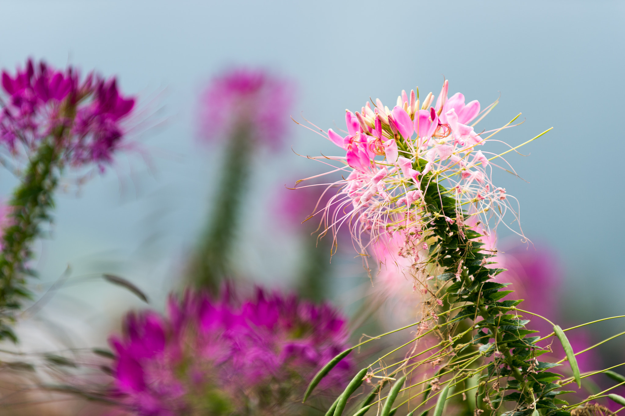 Nikon Df sample photo. Looking up at flowers, dali, yunnan photography