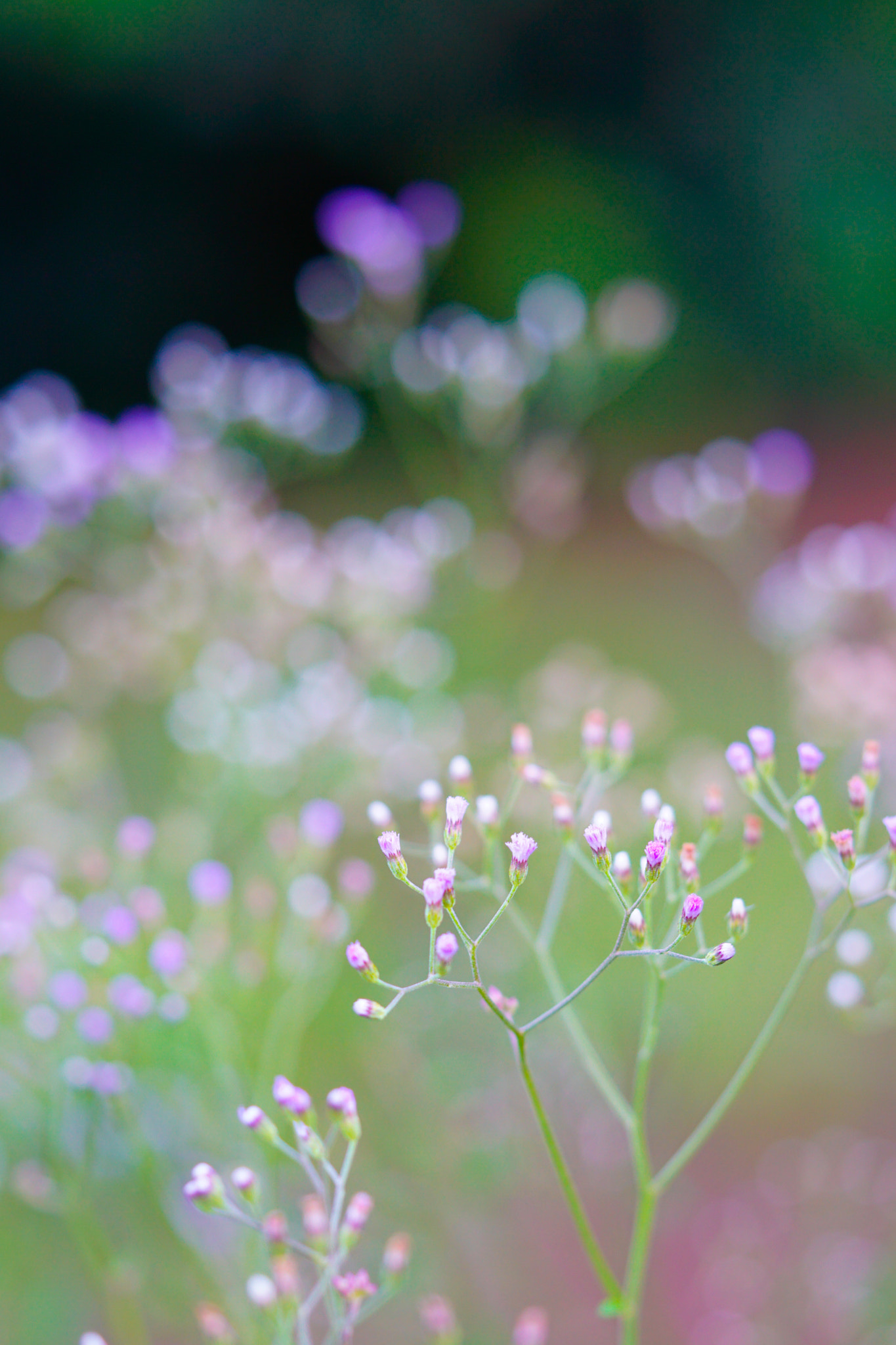 Sony a6000 + Sony FE 90mm F2.8 Macro G OSS sample photo