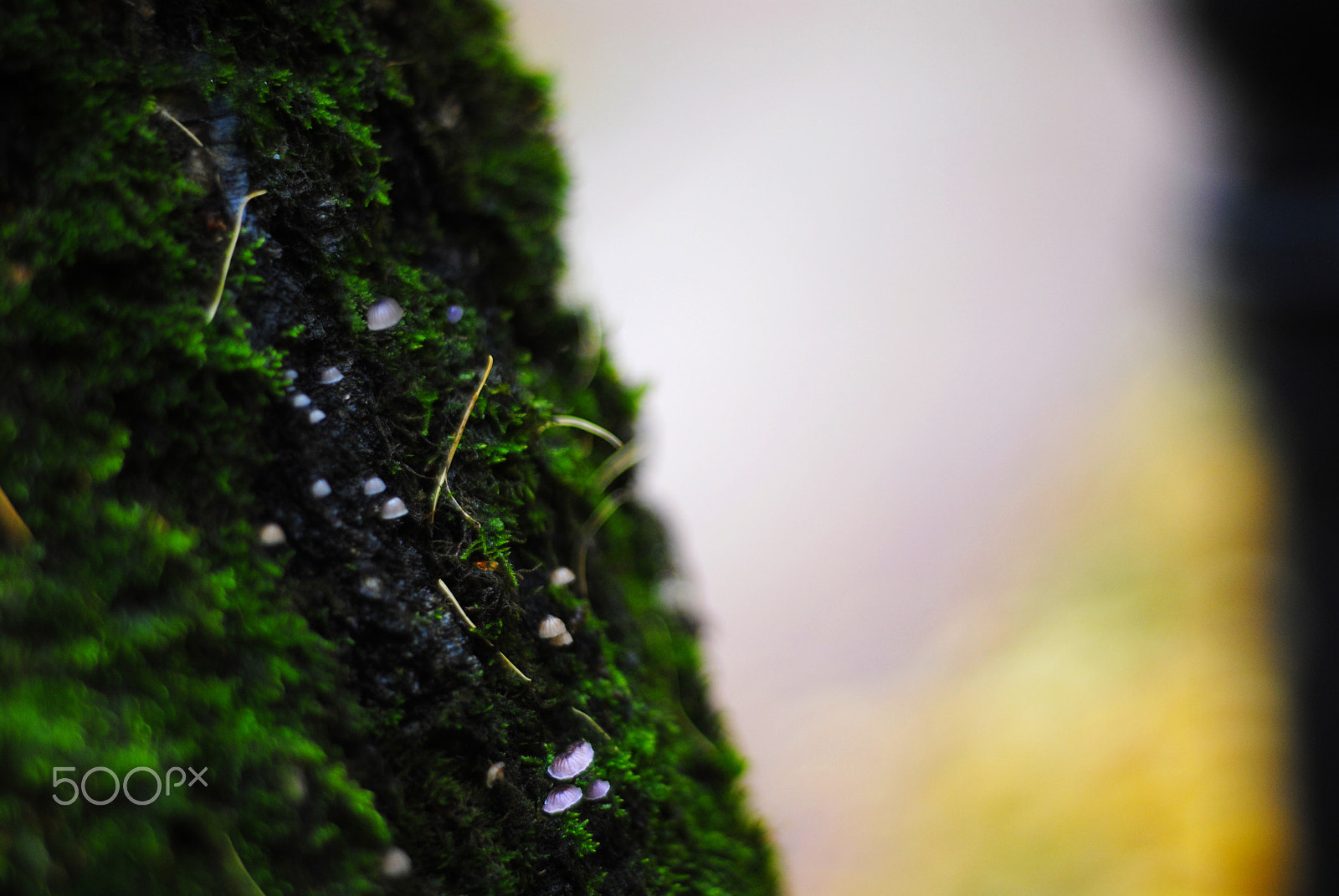 Nikon D3000 + Nikon AF Nikkor 50mm F1.8D sample photo. Moss photography