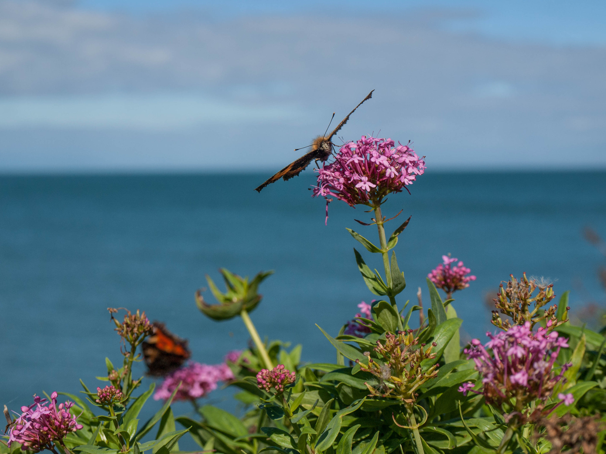 Olympus E-420 (EVOLT E-420) + OLYMPUS 14-42mm Lens sample photo. Bray-ireland- photography