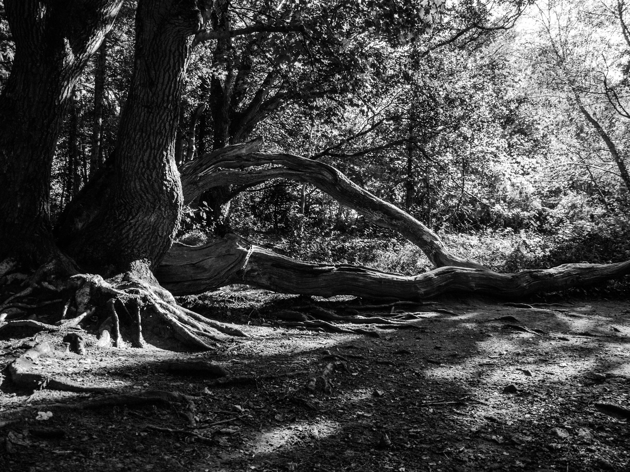 OLYMPUS 14-42mm Lens sample photo. Bray-ireland- photography