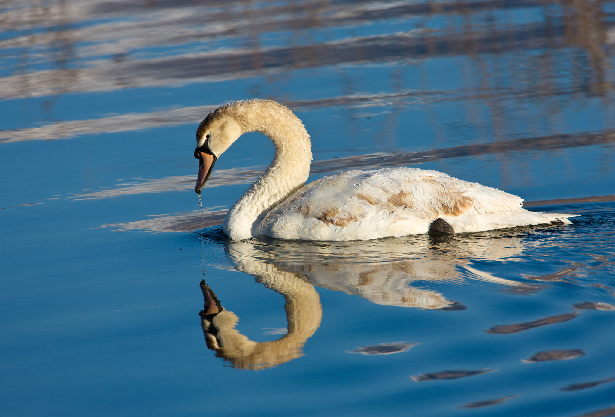 Canon EOS-1Ds Mark III + Canon EF 500mm F4L IS USM sample photo. The swan photography