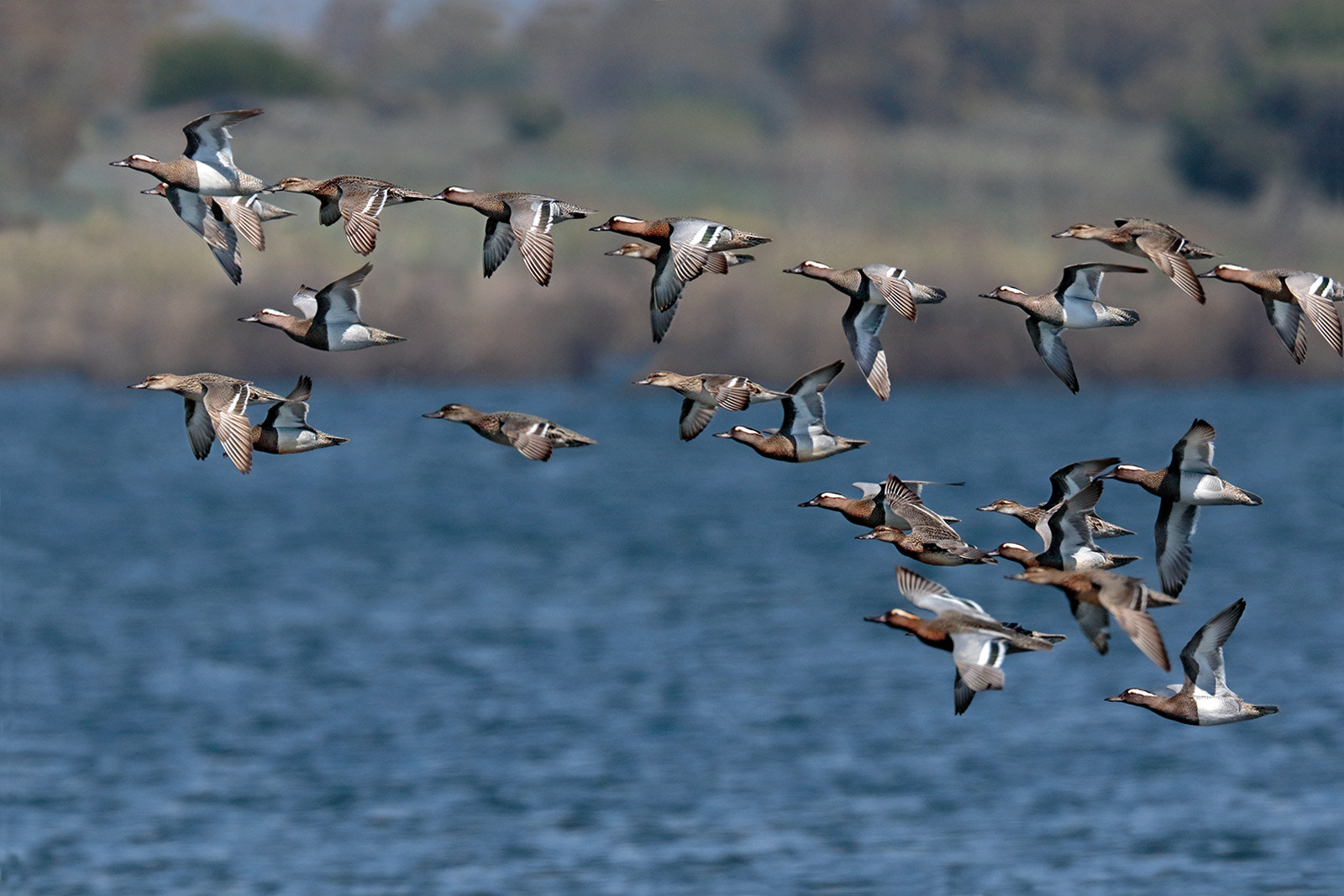 Canon EF 300mm F2.8L IS II USM sample photo. Garganeys' migration photography