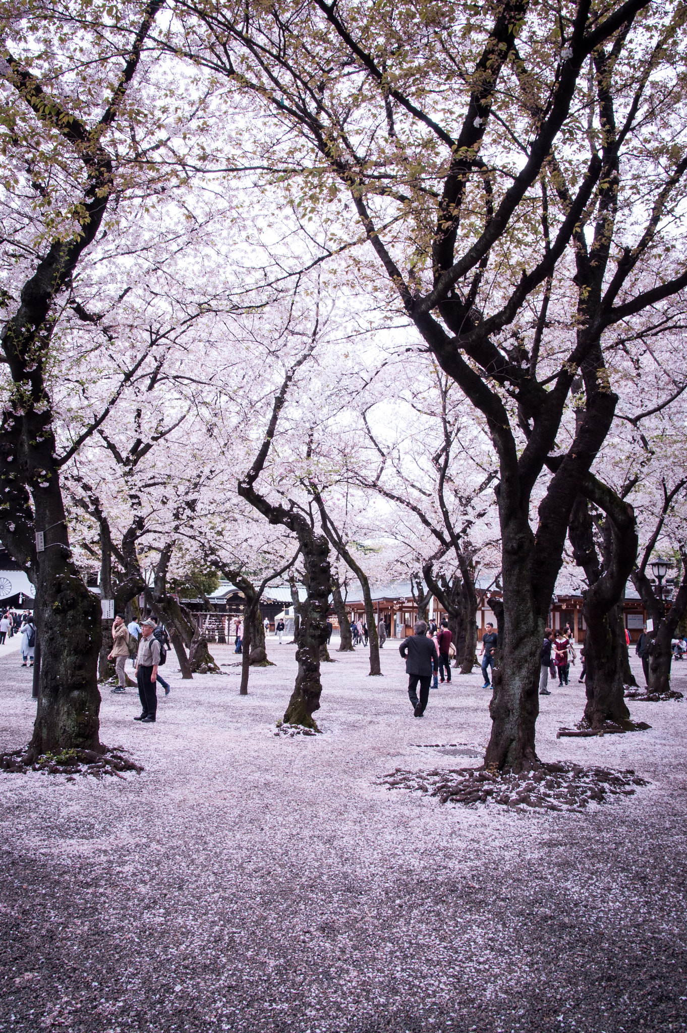Nikon D90 + Sigma 28-300mm F3.5-6.3 DG Macro sample photo. Sakura snow photography