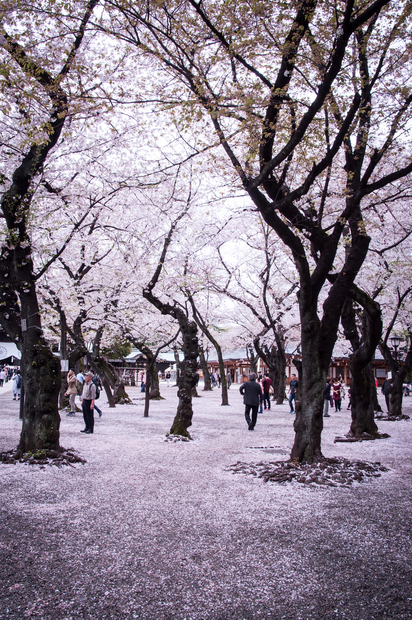 Sigma 28-300mm F3.5-6.3 DG Macro sample photo. Sakura snow photography