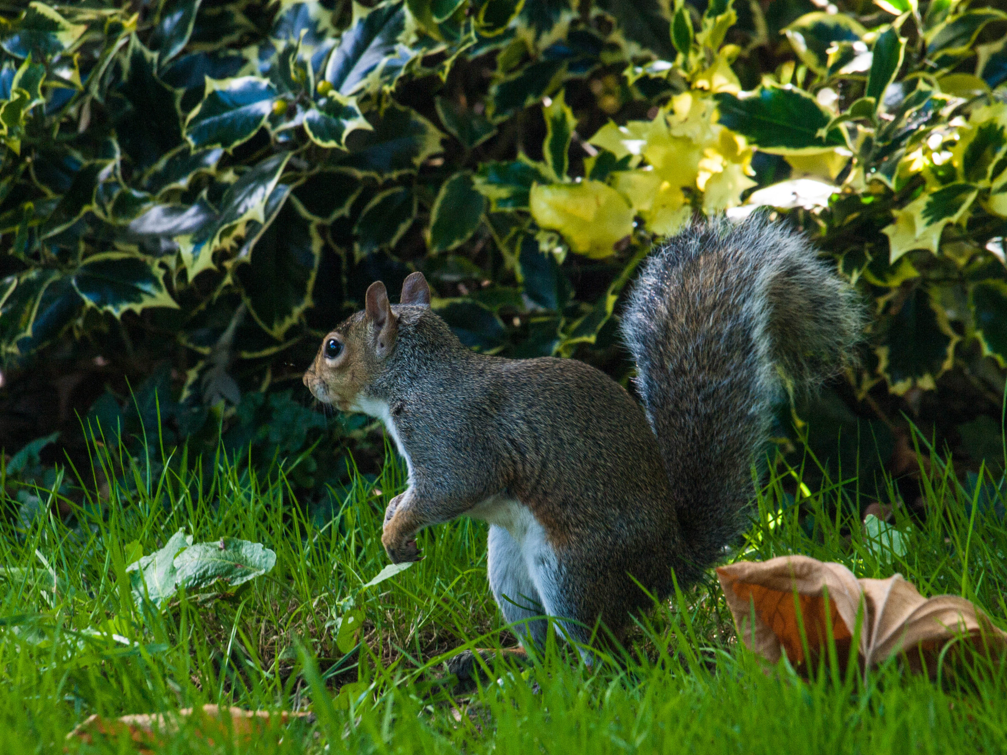 Olympus Zuiko Digital ED 40-150mm F4.0-5.6 sample photo. Botanic garden -dublin- photography