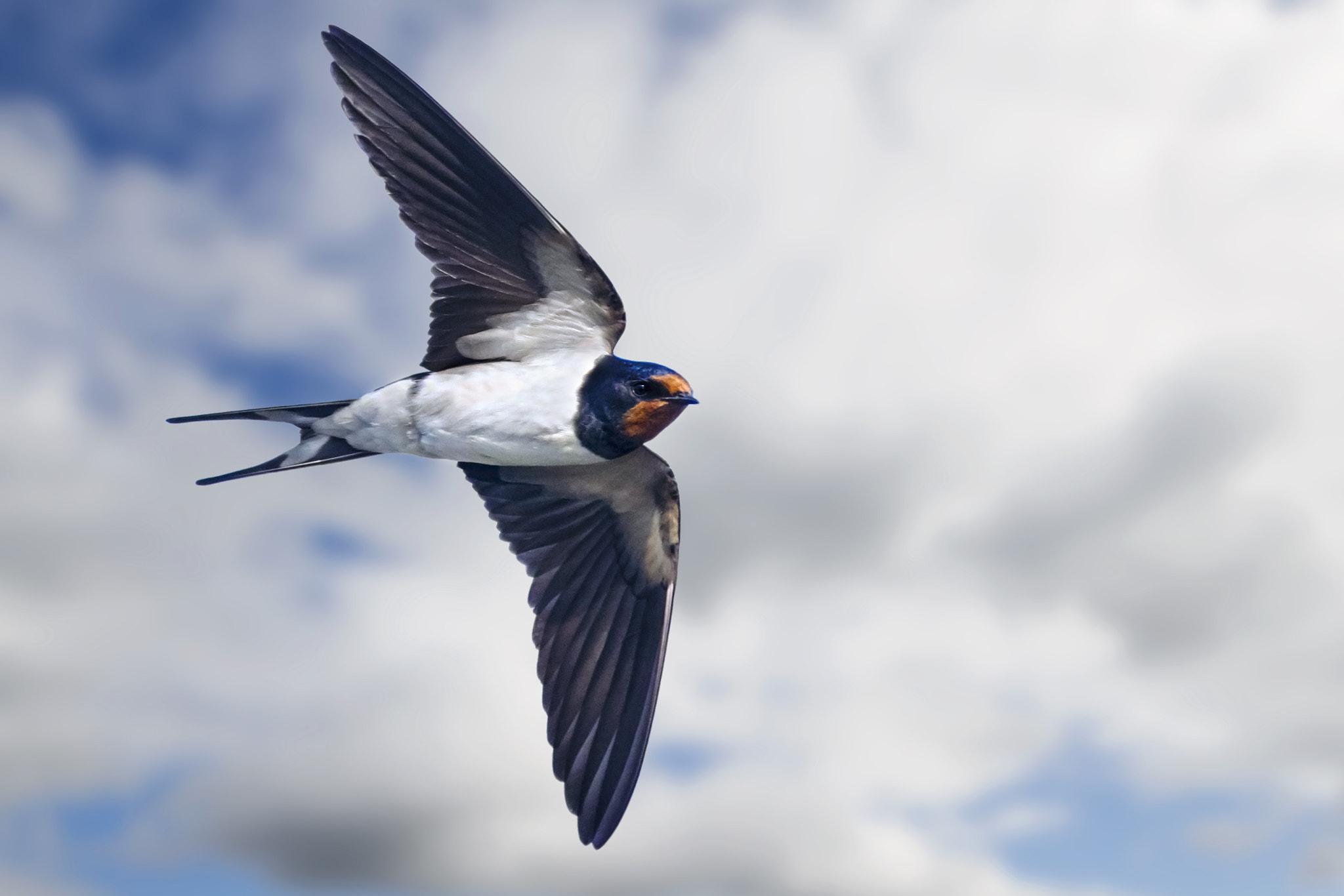 Sigma 8-16mm F4.5-5.6 DC HSM sample photo. Swallow photography