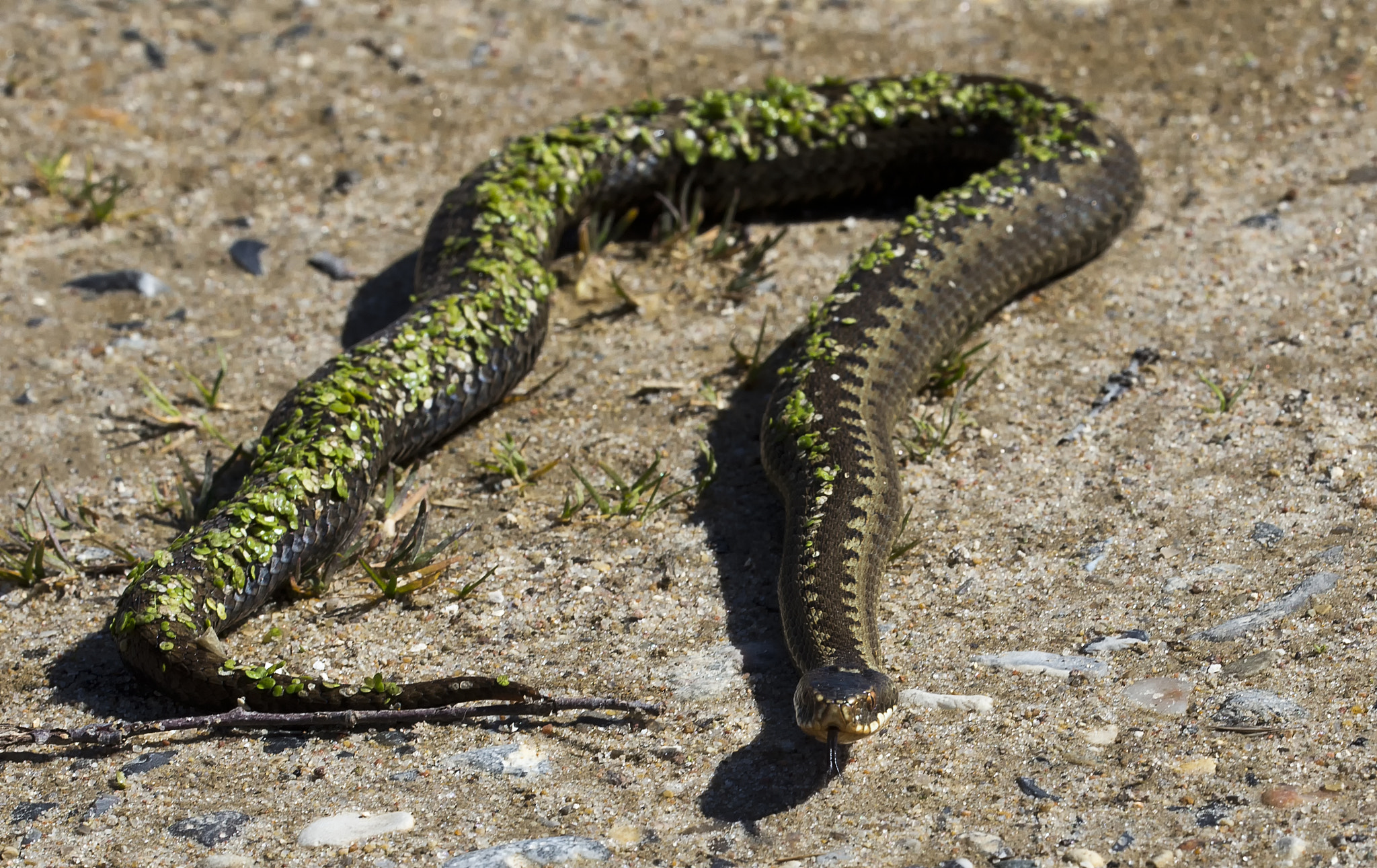 Sigma 150mm f/2.8 EX DG OS HSM APO Macro sample photo. Viper photography