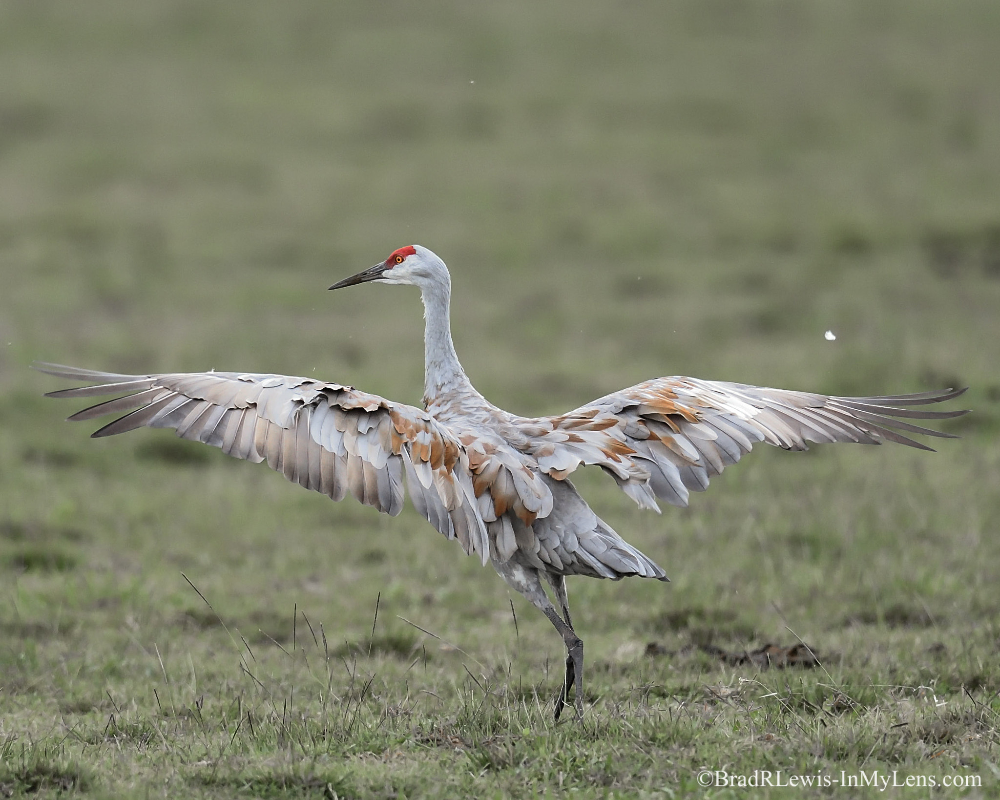 Nikon AF-S Nikkor 800mm F5.6E FL ED VR sample photo. Sandhill crane - i love my winter colors photography