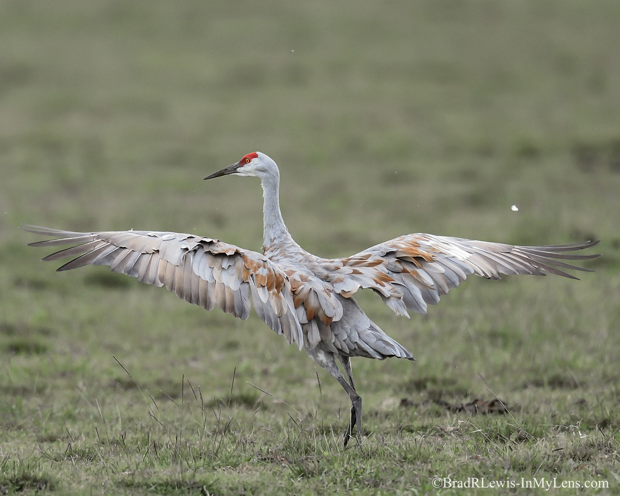 Nikon D5 sample photo. Sandhill crane - i love my winter colors photography