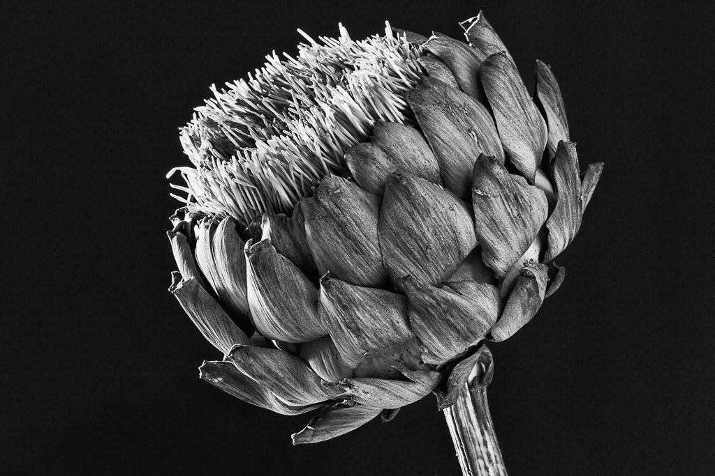 Sigma 105mm F2.8 EX DG OS HSM sample photo. Artichoke photography