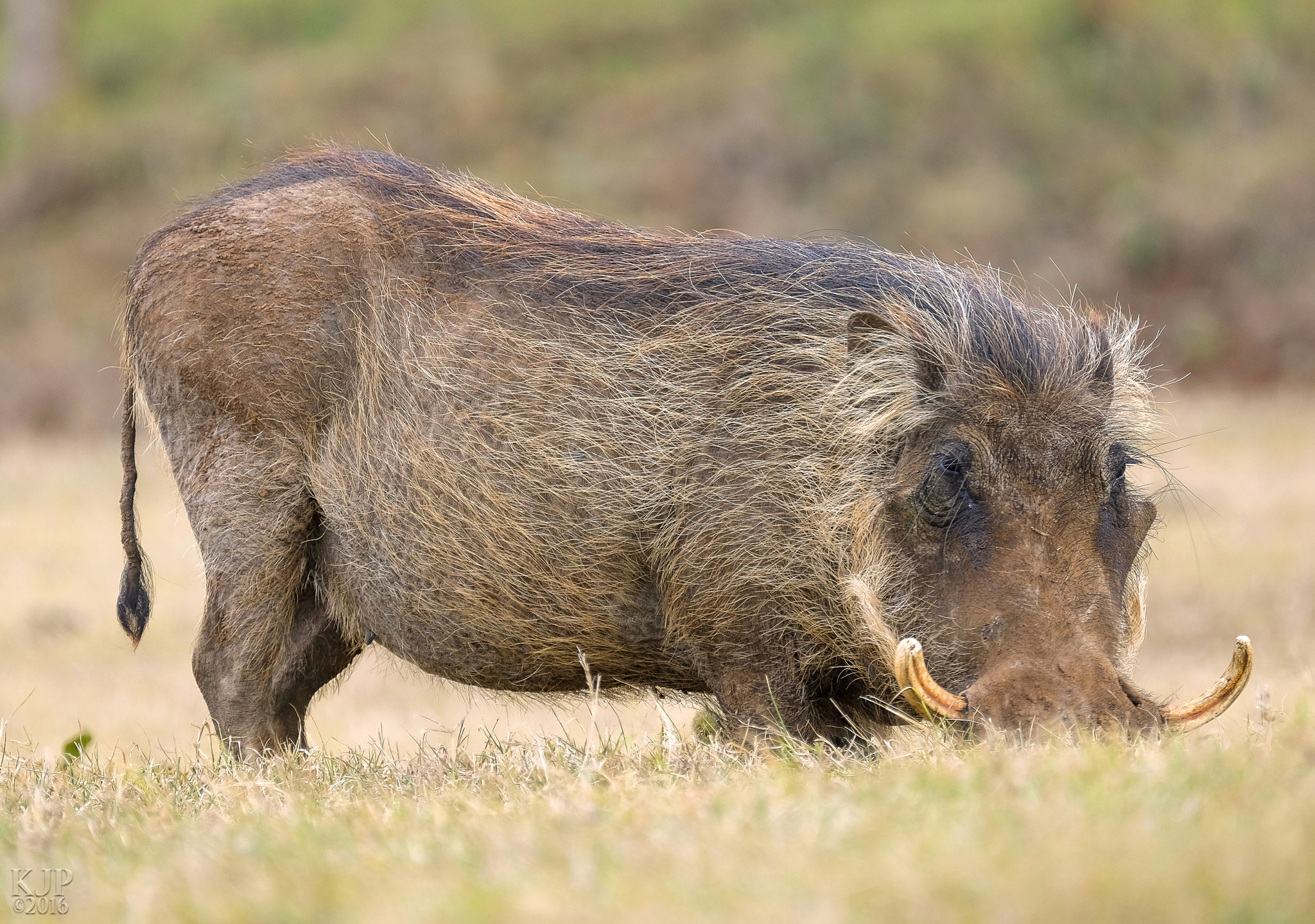 Fujifilm X-E2 + Fujifilm XF 100-400mm F4.5-5.6 R LM OIS WR sample photo. Pumba photography