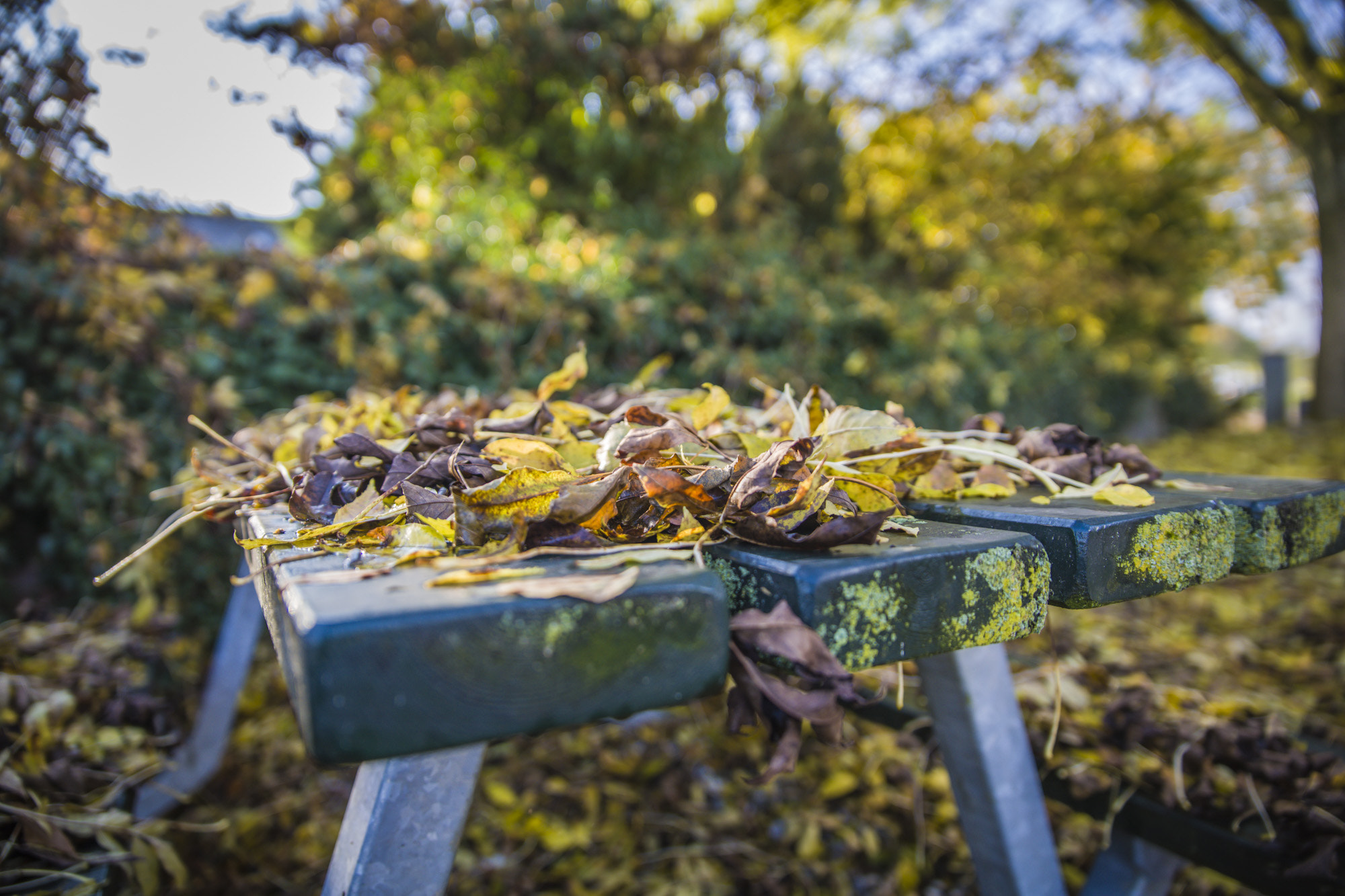 Canon EOS 5DS + Sigma 24-70mm F2.8 EX DG Macro sample photo. Table of leafs photography
