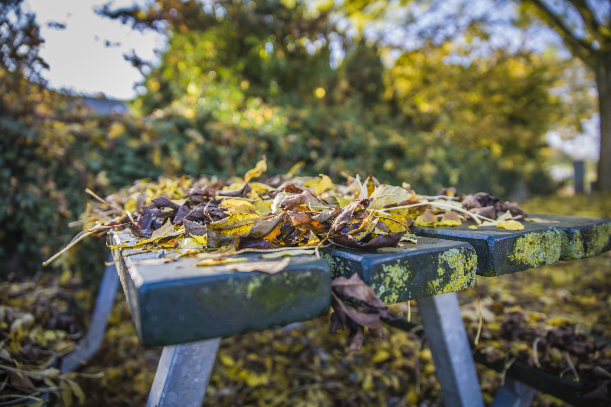 Canon EOS 5DS sample photo. Table of leafs photography