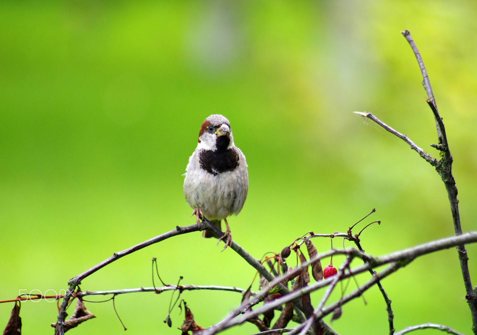 Pentax K-5 sample photo. Bird photography