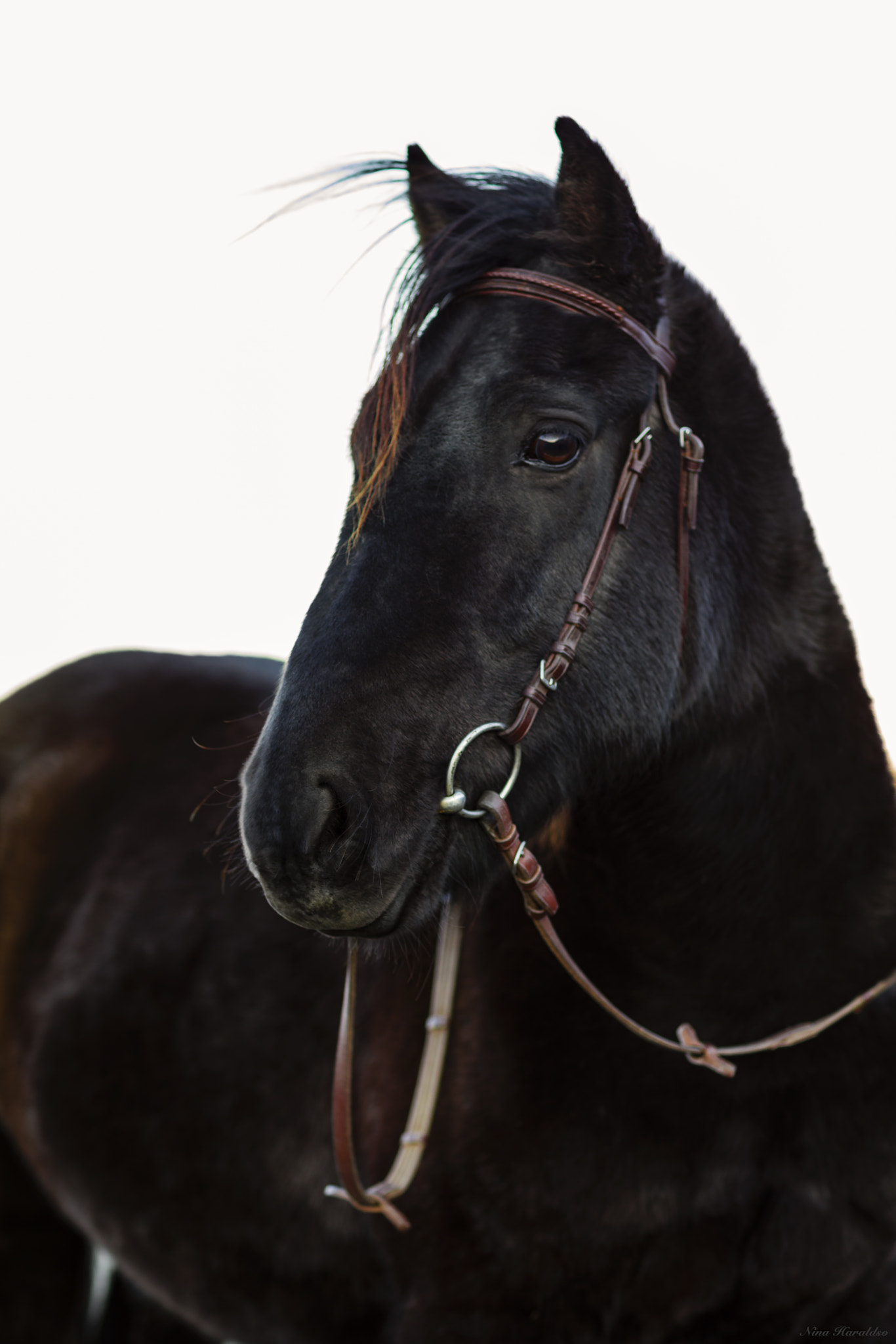 Canon EF 85mm F1.2L II USM sample photo. Samson the nordland horse. photography