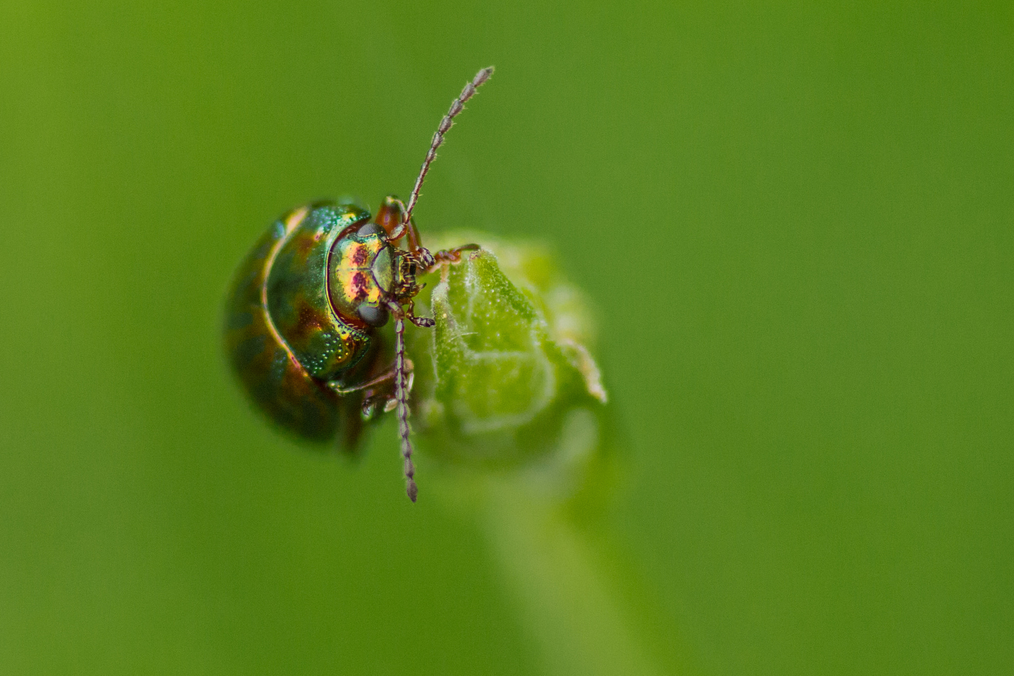 Canon EOS 700D (EOS Rebel T5i / EOS Kiss X7i) + Tamron SP AF 90mm F2.8 Di Macro sample photo. Hurra photography