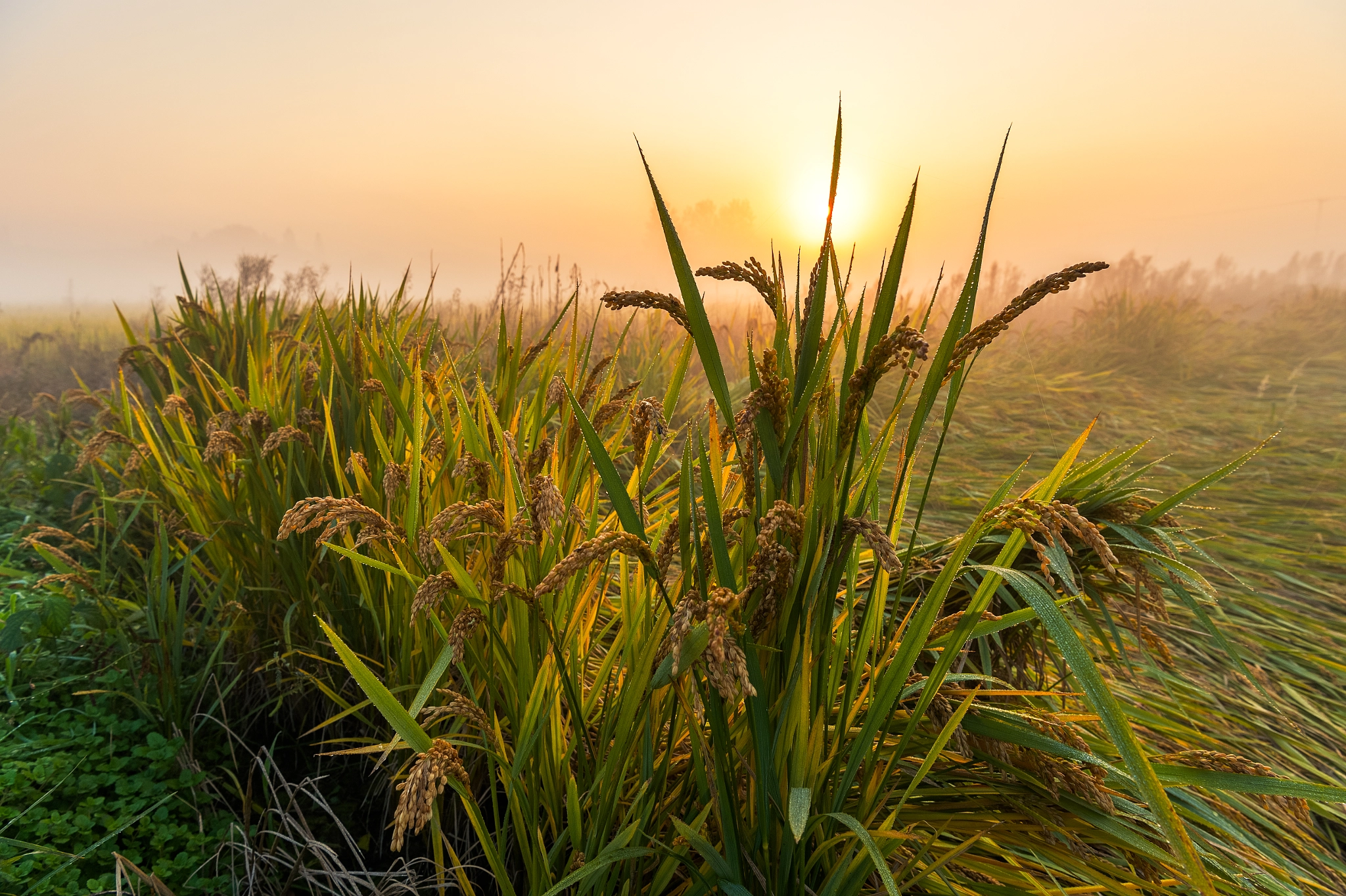 Nikon AF-S Nikkor 24-70mm F2.8E ED VR sample photo. Rice fragrance photography