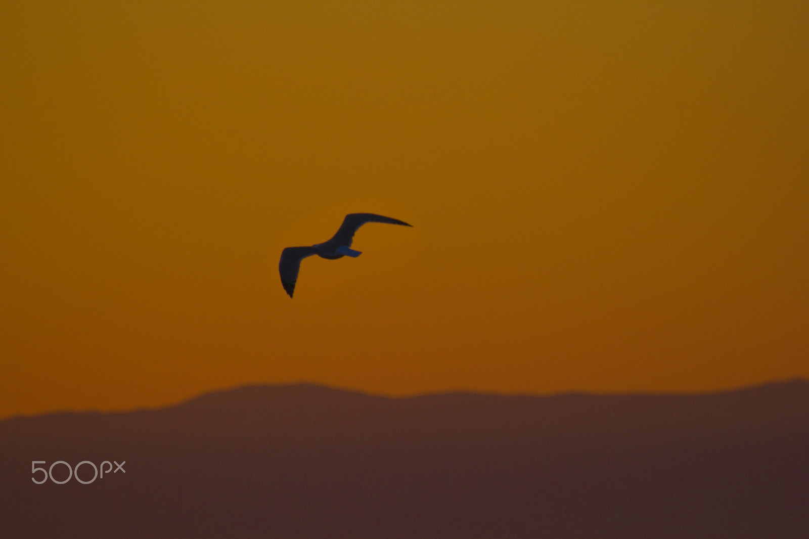 Canon EOS 60D sample photo. Freedom photography