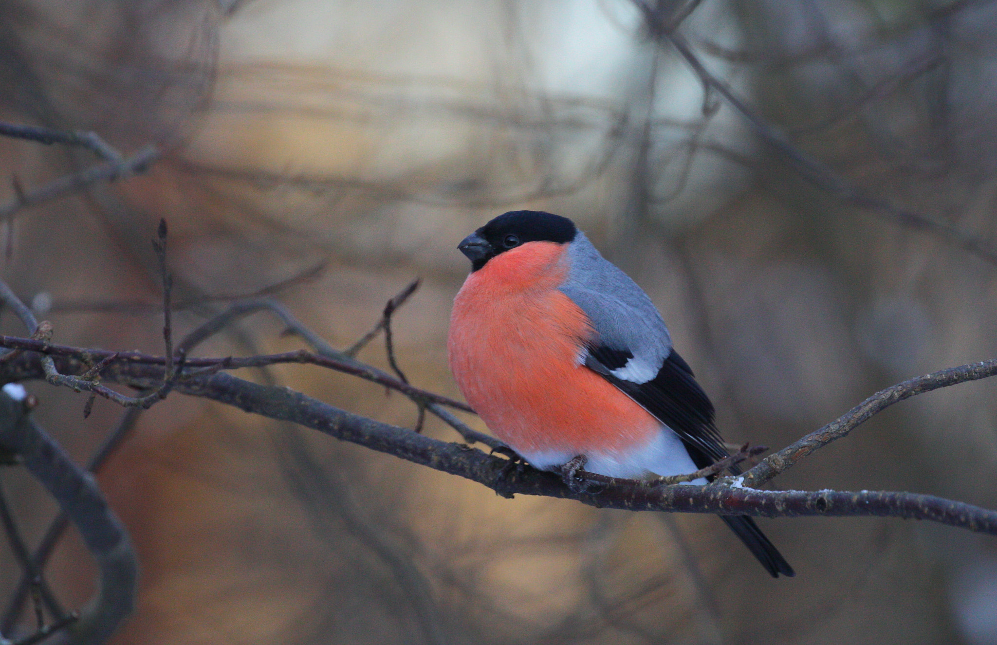 Canon EOS 50D + Canon EF 100-400mm F4.5-5.6L IS II USM sample photo. Bullfinch photography
