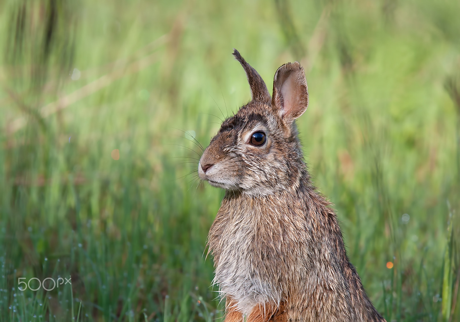 Canon EOS 40D sample photo. Rabbit standing in a spring meadow photography