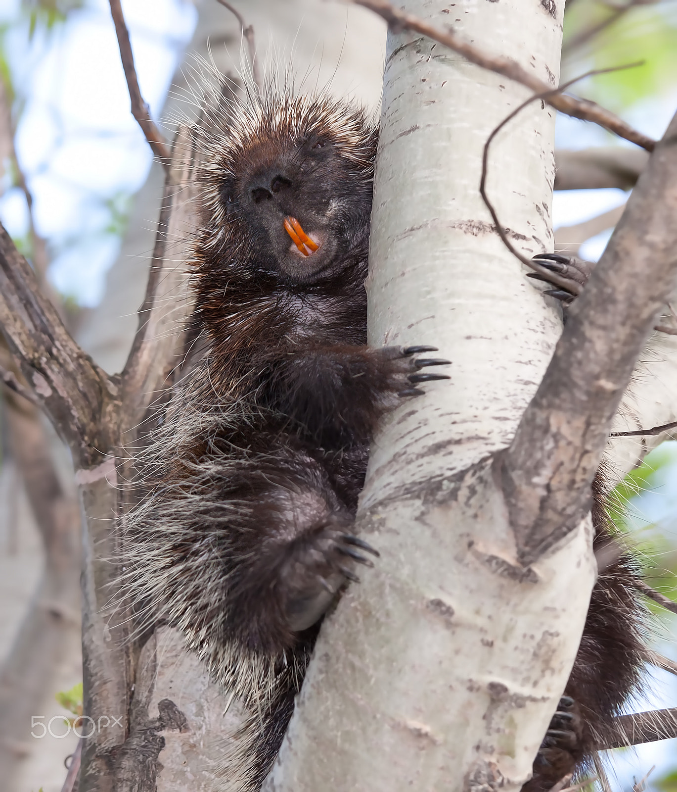 Canon EOS 40D + Canon EF 70-200mm F4L IS USM sample photo. Porcupine showing his teeth photography