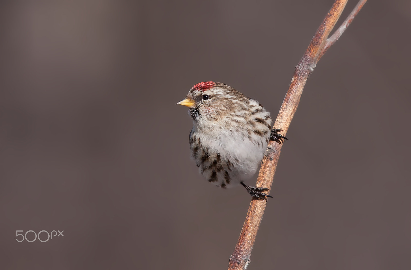 Canon EOS 40D + Canon EF 300mm F2.8L IS USM sample photo. Common redpoll perched on milkweed in winter photography
