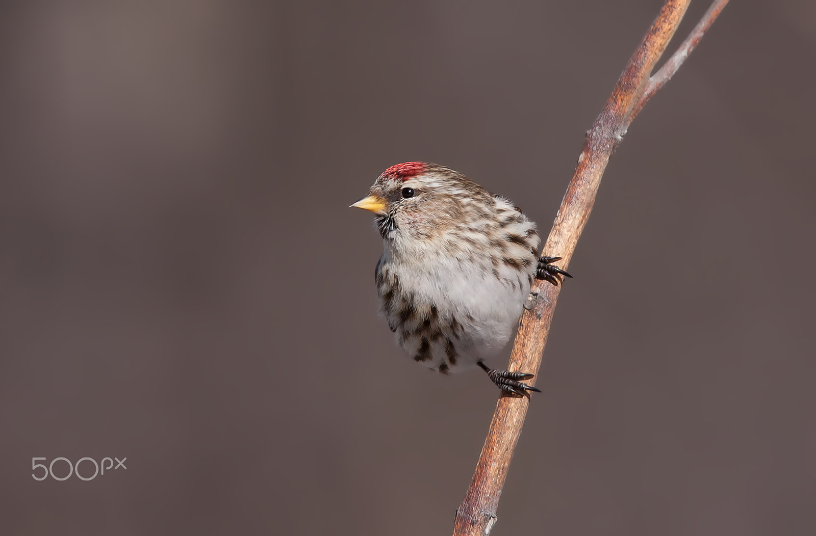 Canon EF 300mm F2.8L IS USM sample photo. Common redpoll perched on milkweed in winter photography