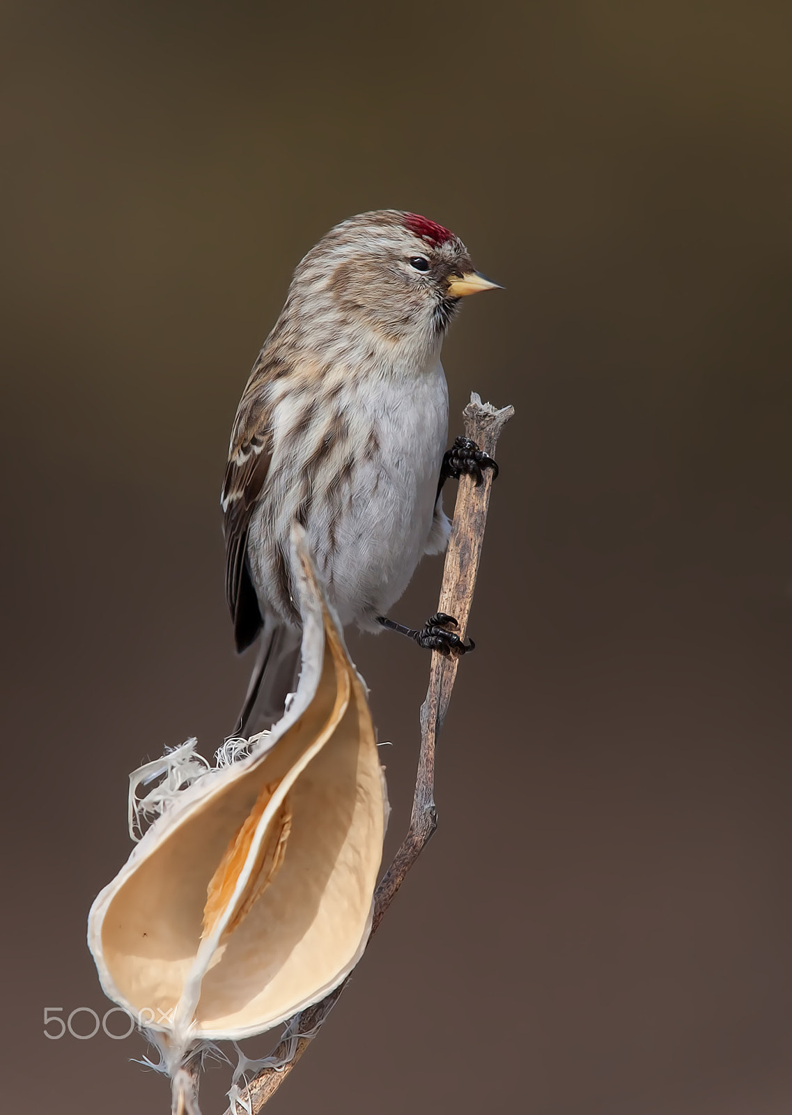 Canon EOS 40D + Canon EF 300mm F2.8L IS USM sample photo. Common redpoll perched on milkweed in winter photography