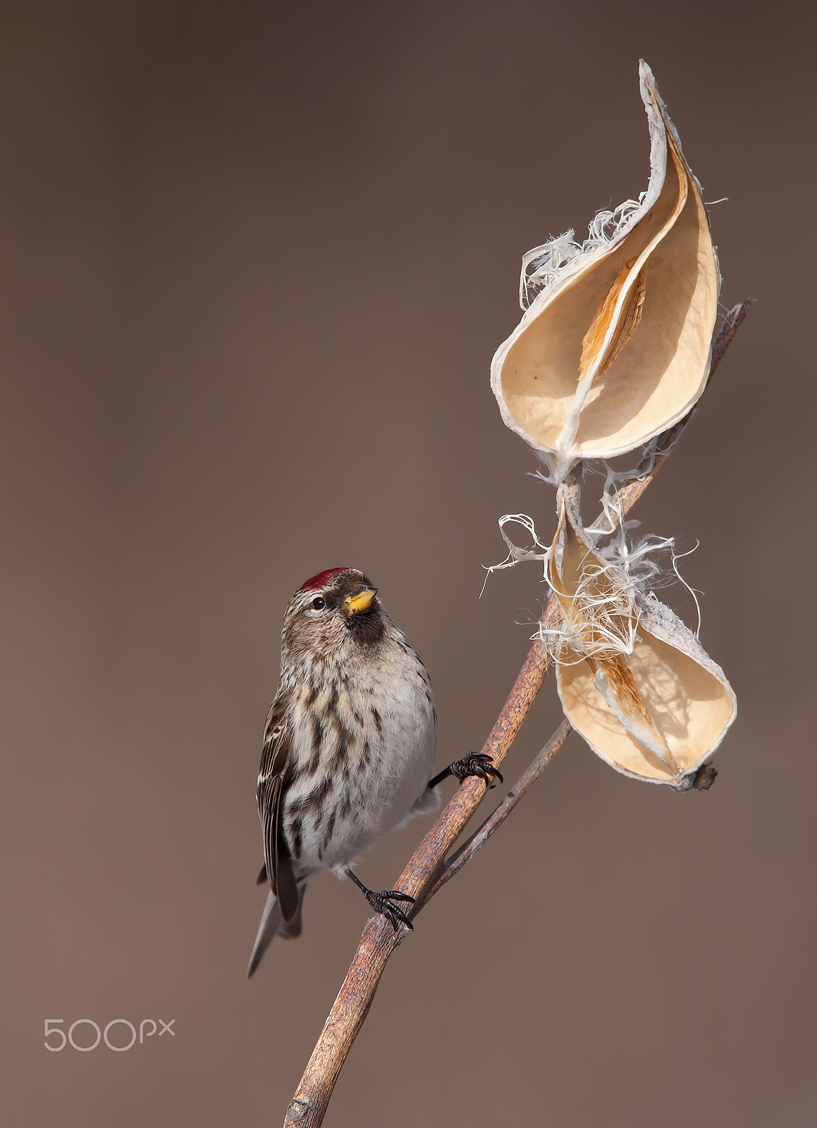 Canon EOS 40D + Canon EF 300mm F2.8L IS USM sample photo. Common redpoll perched on milkweed in winter photography