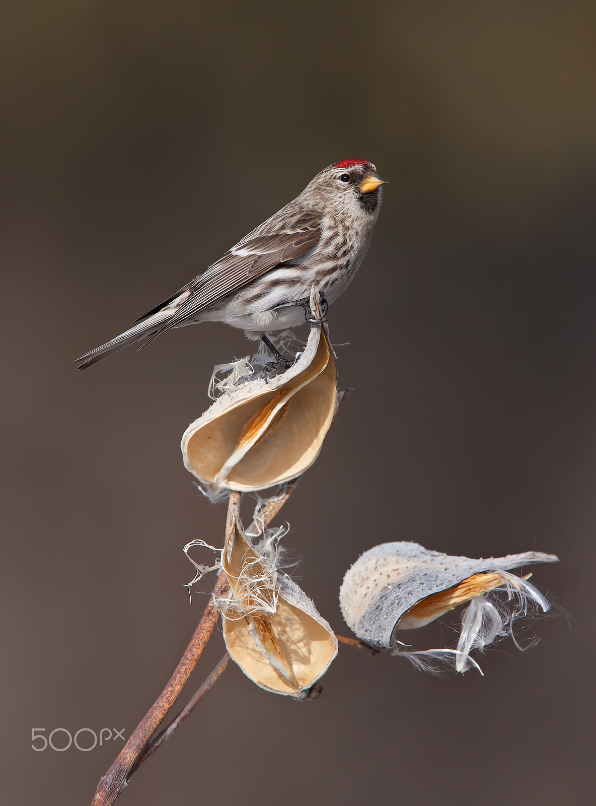 Canon EOS 40D + Canon EF 300mm F2.8L IS USM sample photo. Common redpoll perched on milkweed in winter photography