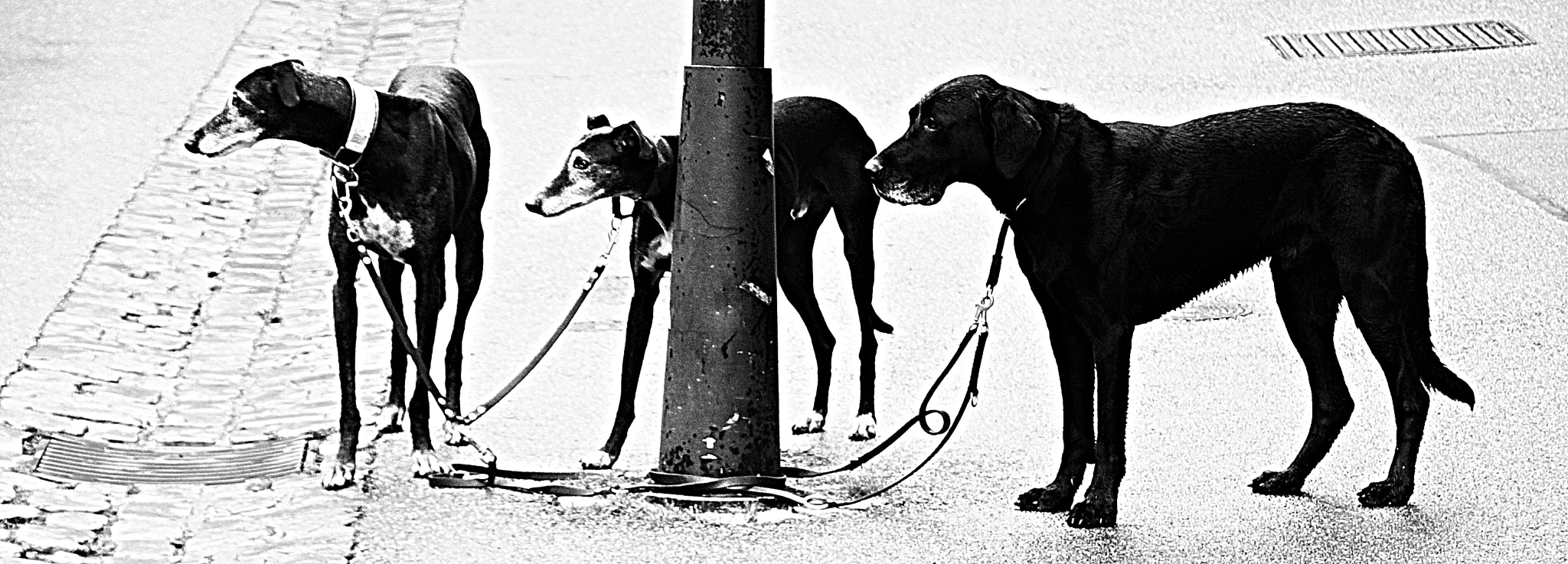Canon EOS 500D (EOS Rebel T1i / EOS Kiss X3) sample photo. 3 dogs waiting photography