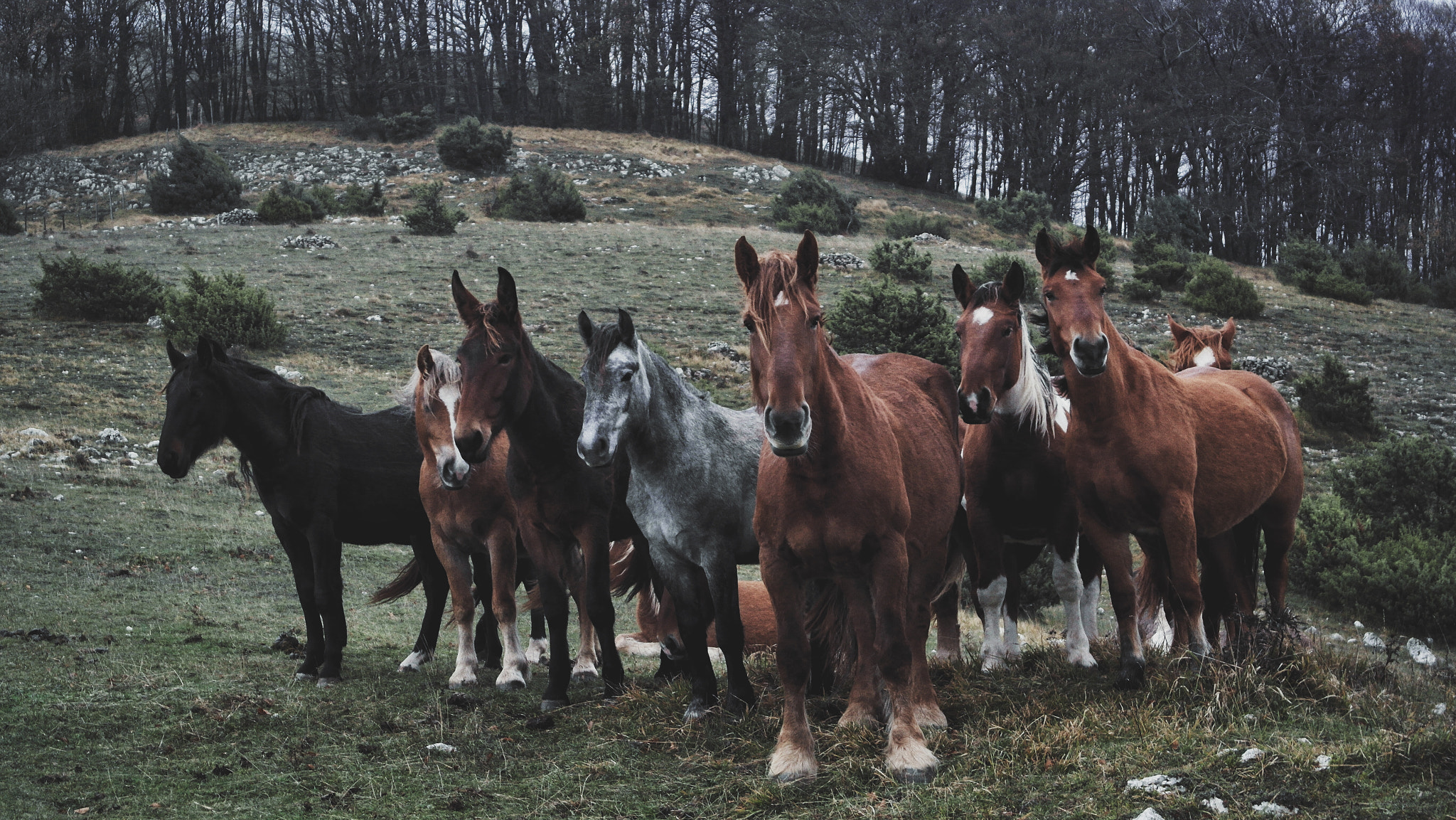 Samsung NX1100 sample photo. Horses family #1 photography