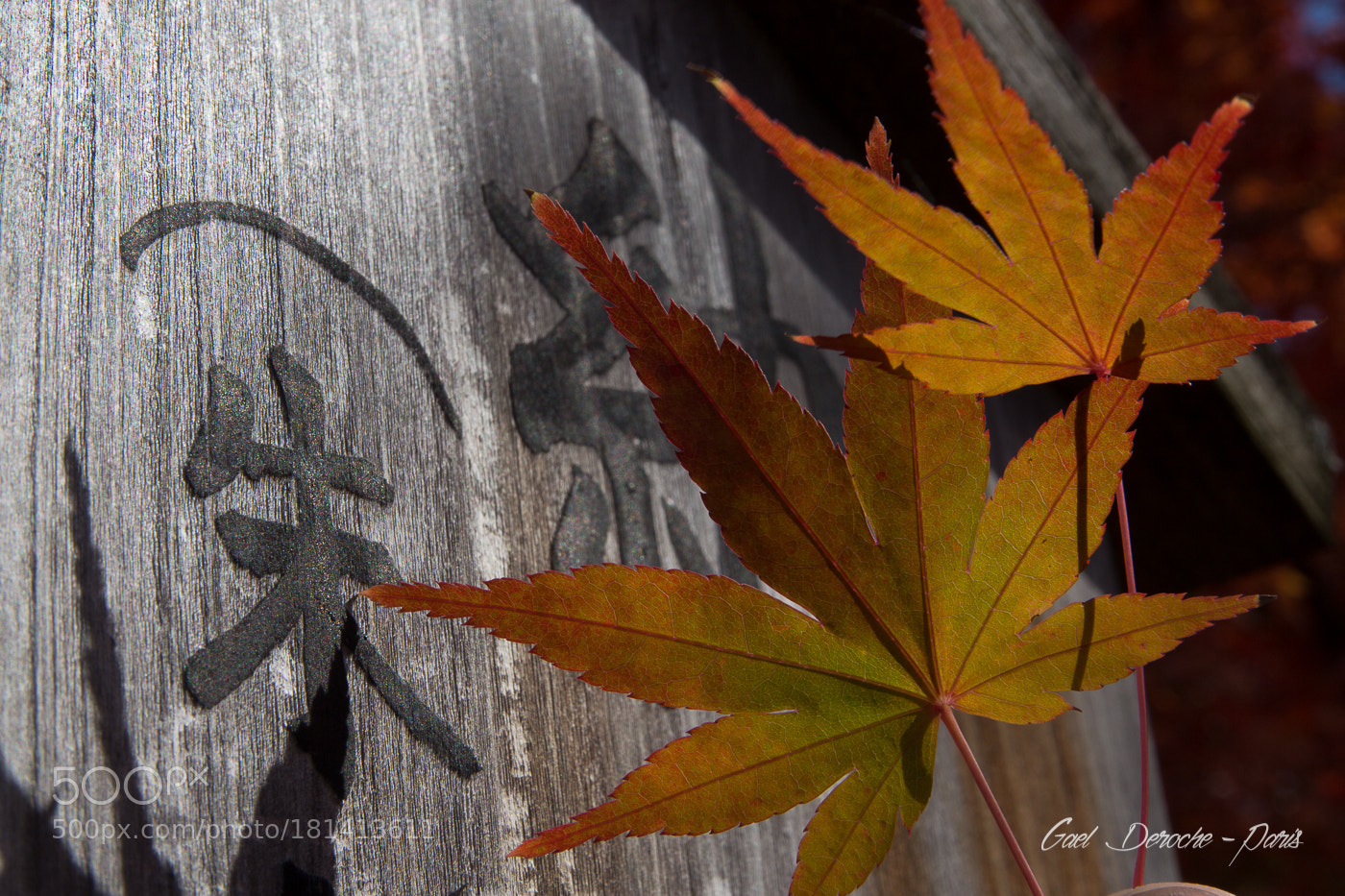 Canon EOS 650D (EOS Rebel T4i / EOS Kiss X6i) sample photo. Photographe professionnel, reportage v photography