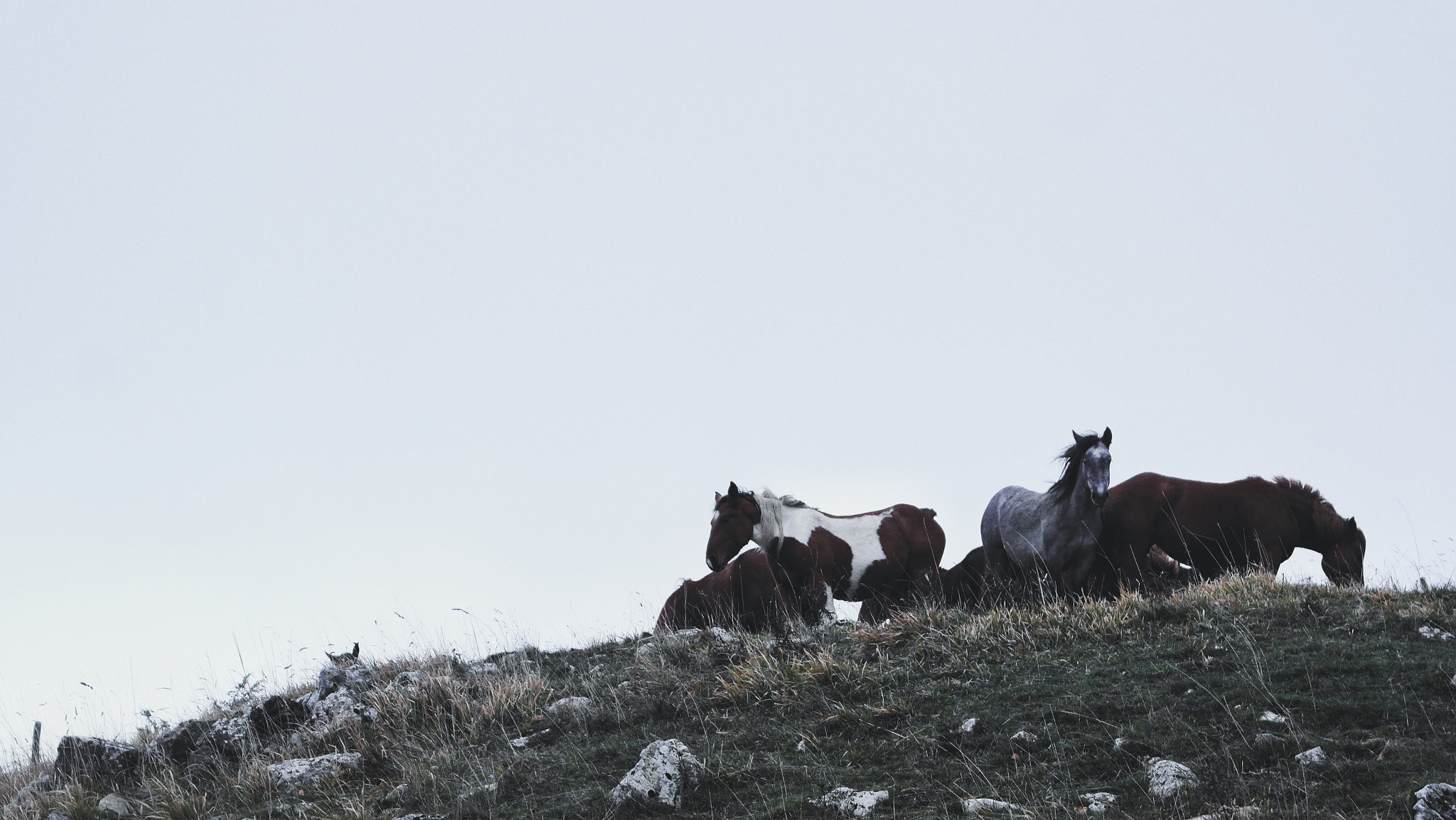 Samsung NX1100 sample photo. Horses family #2 photography