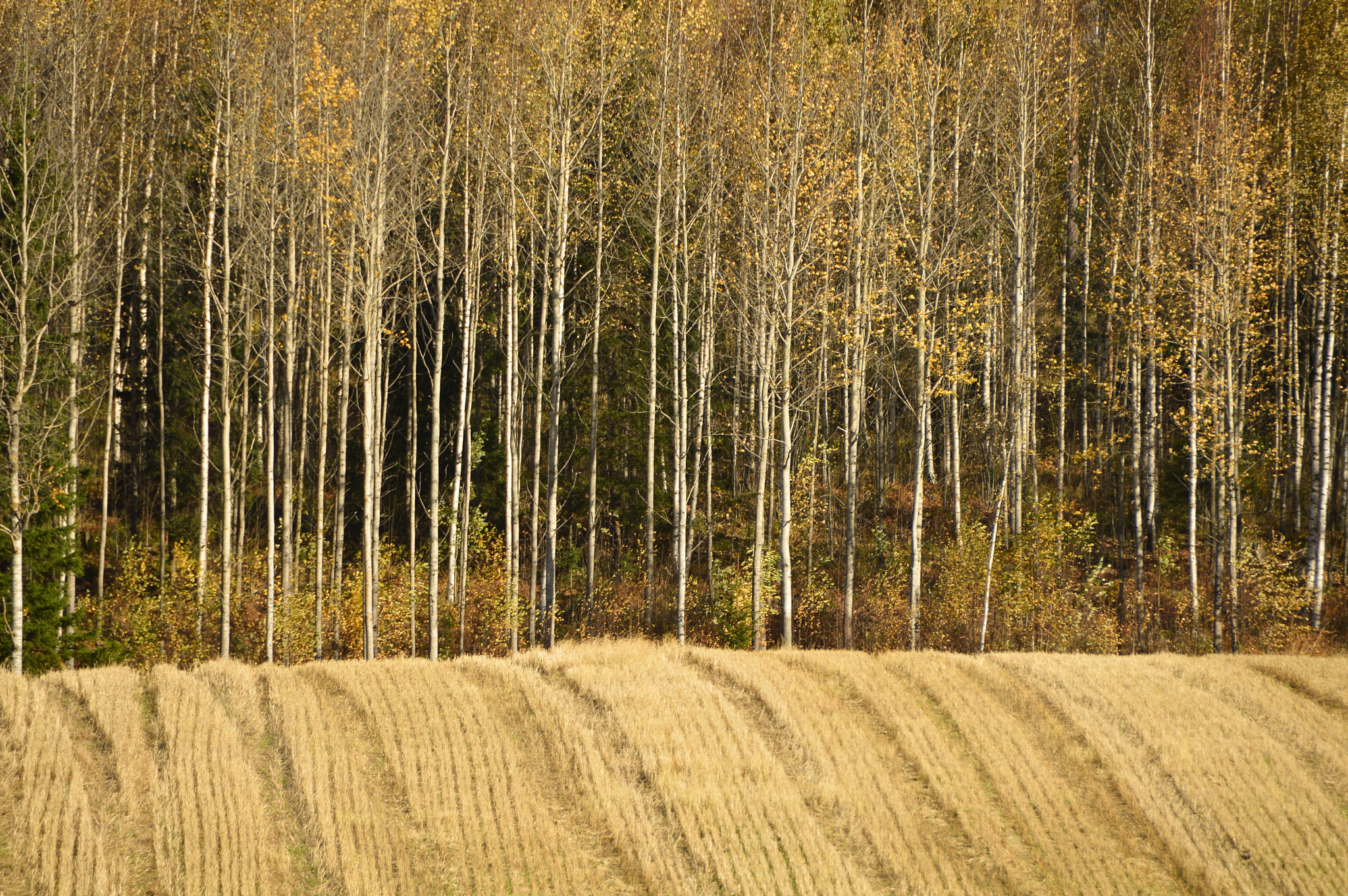 Nikon D3200 sample photo. Autumn wave photography