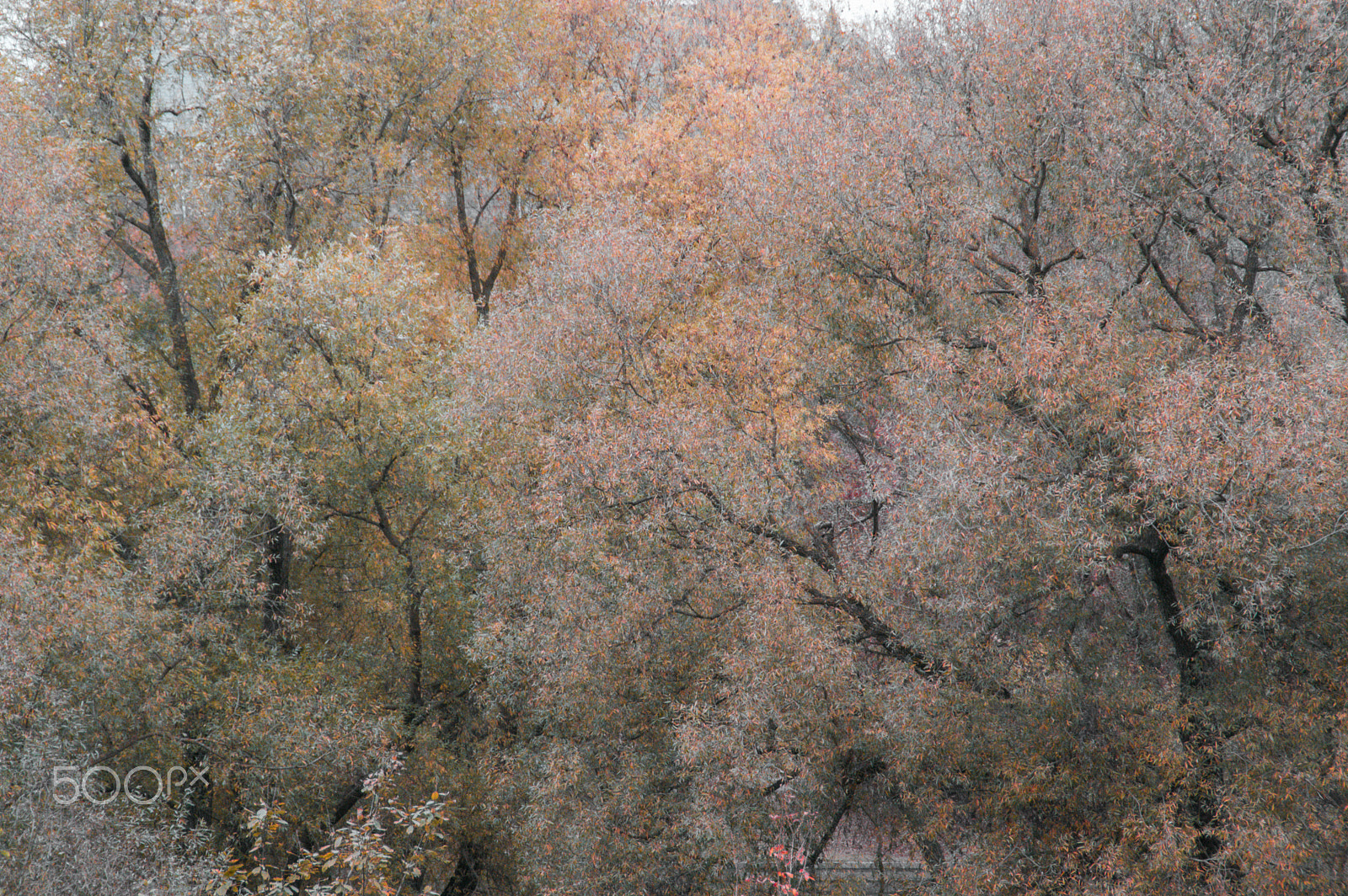 Tamron AF 18-200mm F3.5-6.3 XR Di II LD Aspherical (IF) Macro sample photo. Autumn photography
