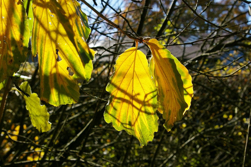 Pentax *ist DL sample photo. Hamamelis leaves photography