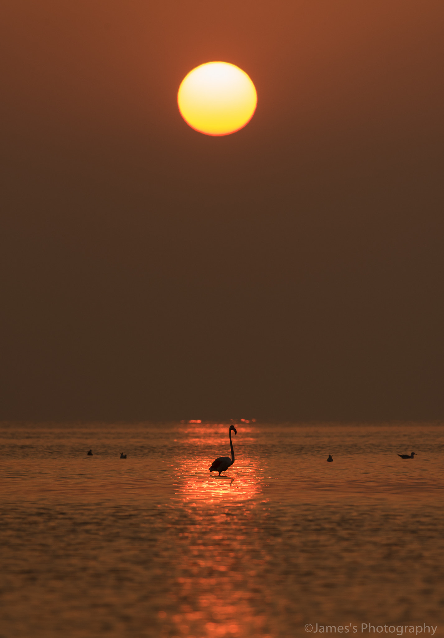 Nikon D750 + Nikon AF-S Nikkor 300mm F4D ED-IF sample photo. Greater flamingo photography