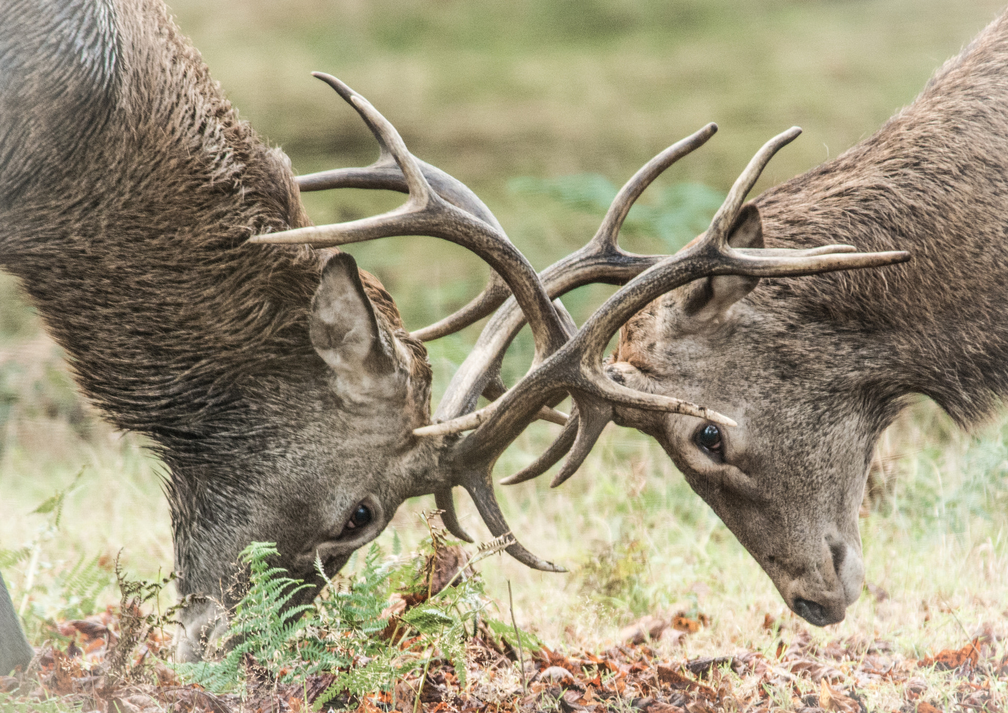 Sigma 150-500mm F5-6.3 DG OS HSM sample photo. Close encounter photography