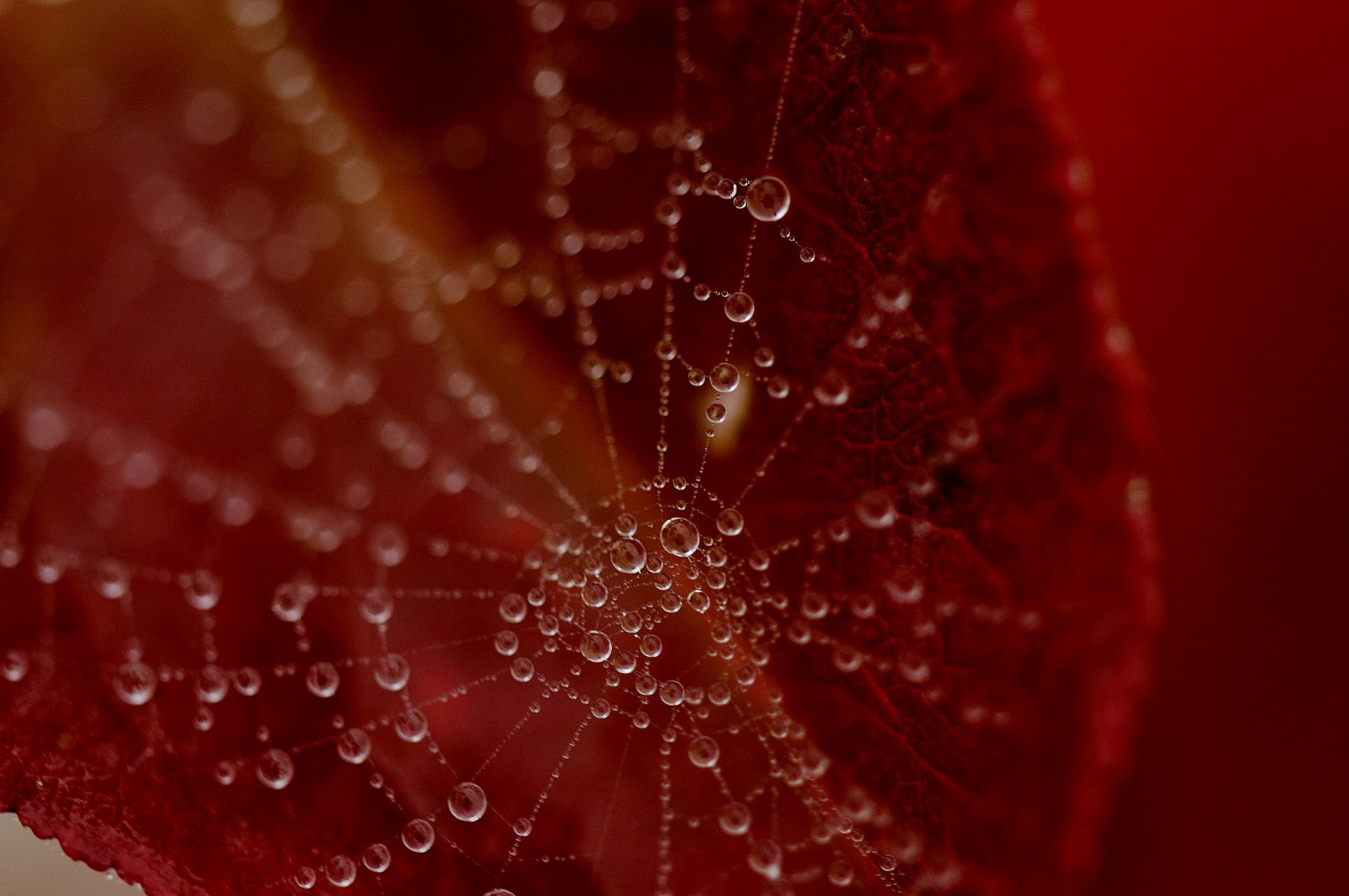 Nikon D300 sample photo. Morgentau photography