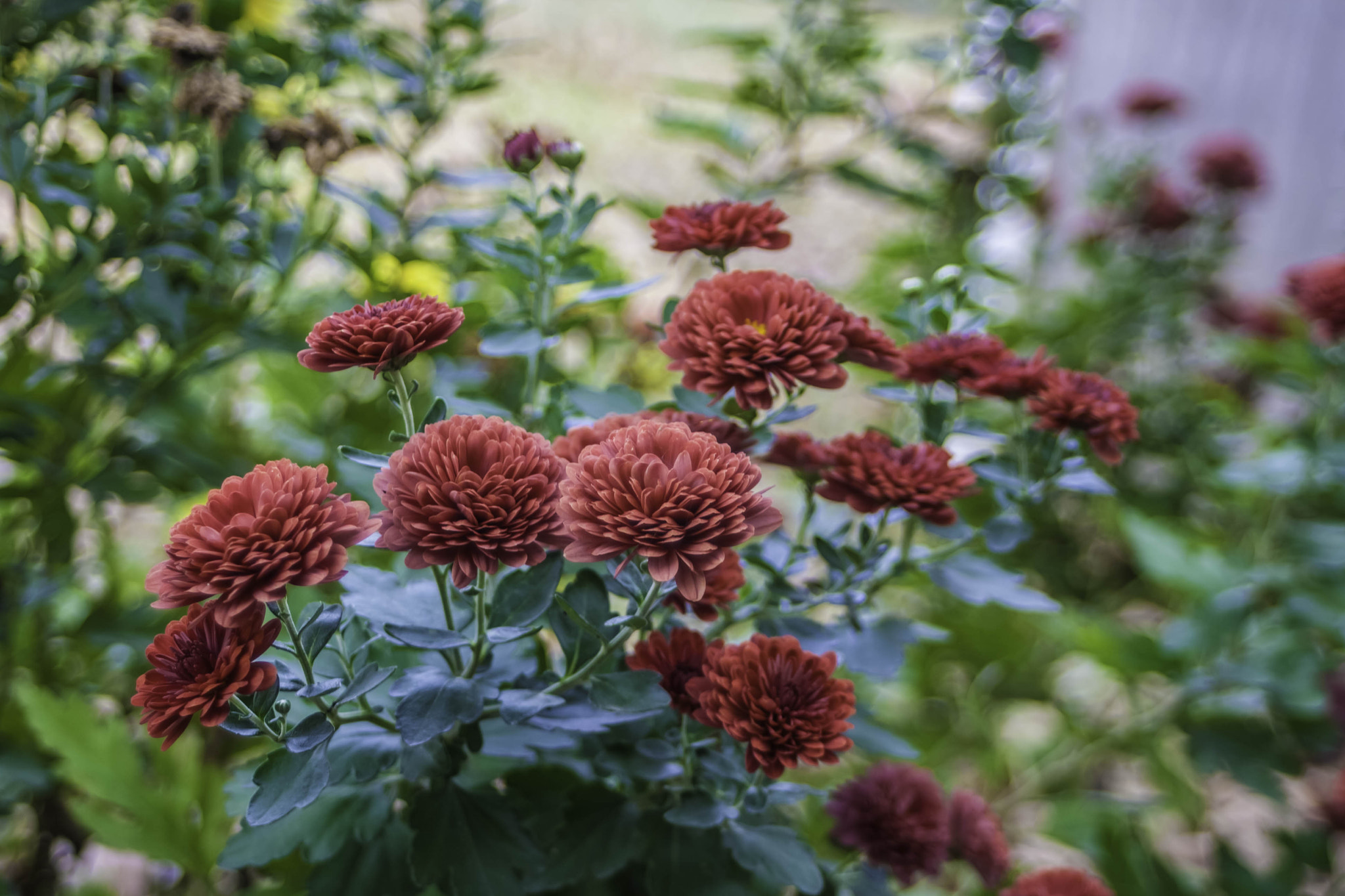 Canon EF 28-80mm f/3.5-5.6 sample photo. Red mums photography