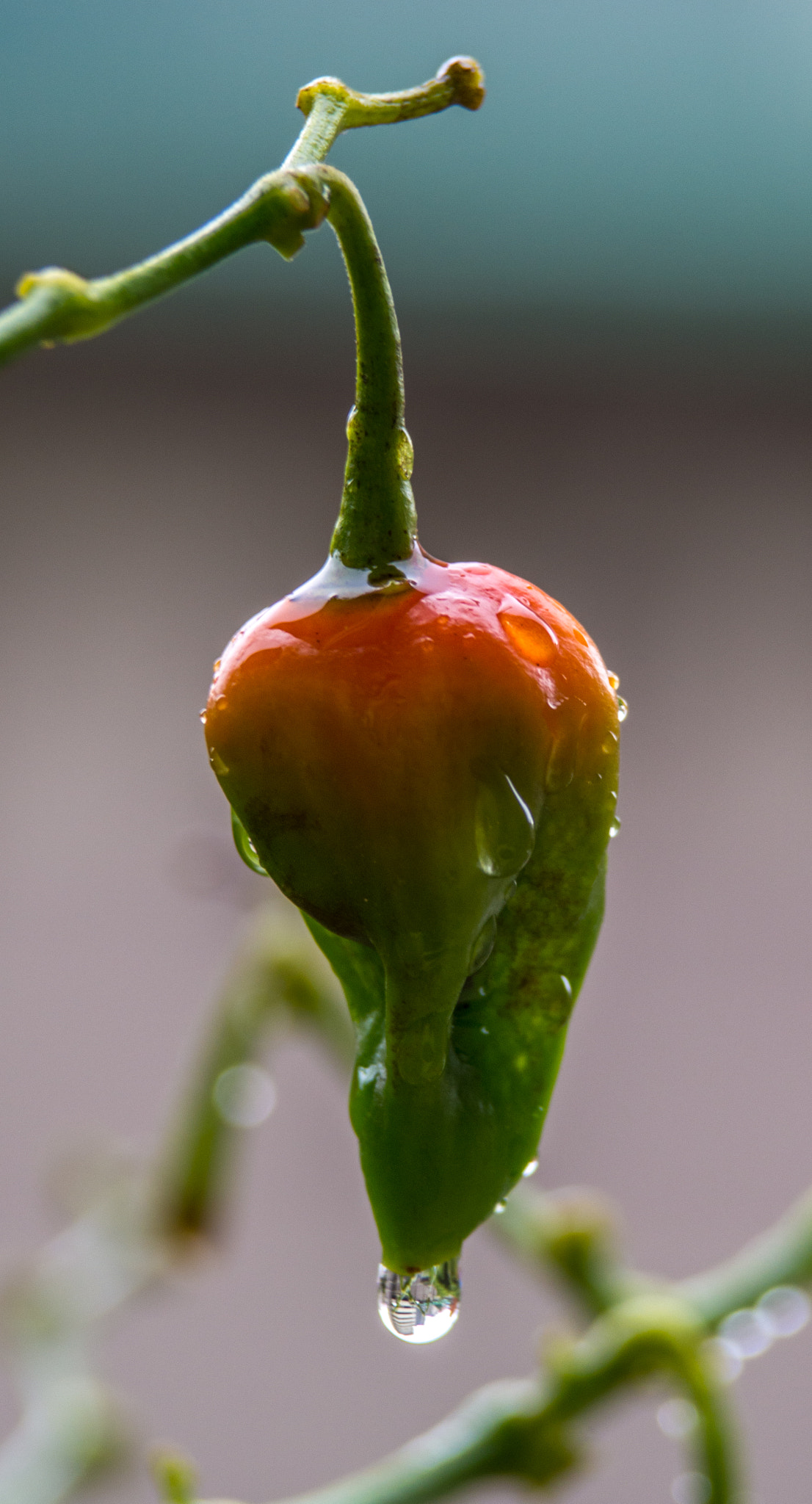 Olympus PEN E-PM2 sample photo. A building below a chili pepper photography