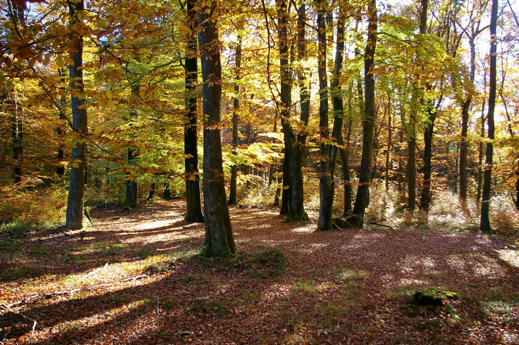 Pentax *ist DL + Pentax smc DA 18-55mm F3.5-5.6 AL sample photo. Autumn wood photography