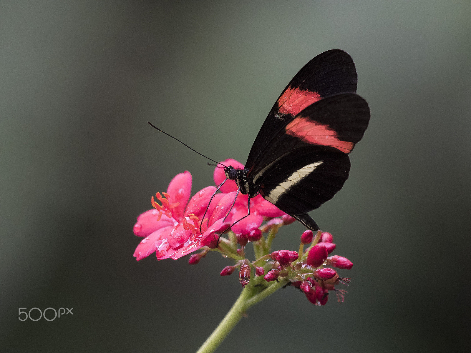 Olympus OM-D E-M1 + OLYMPUS M.300mm F4.0 sample photo. Kleiner postbote (heliconius erato) photography