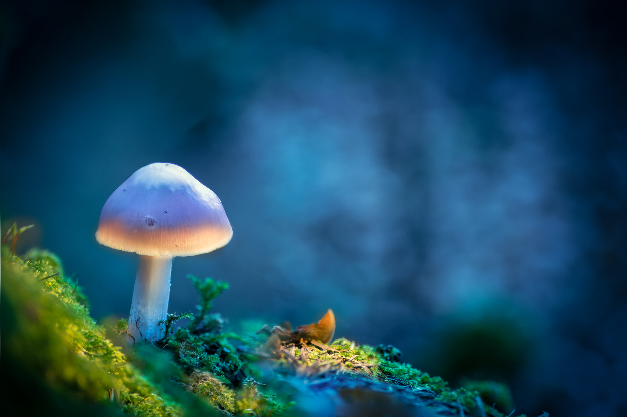 Canon EOS 6D + Tamron SP AF 90mm F2.8 Di Macro sample photo. Spotlight photography