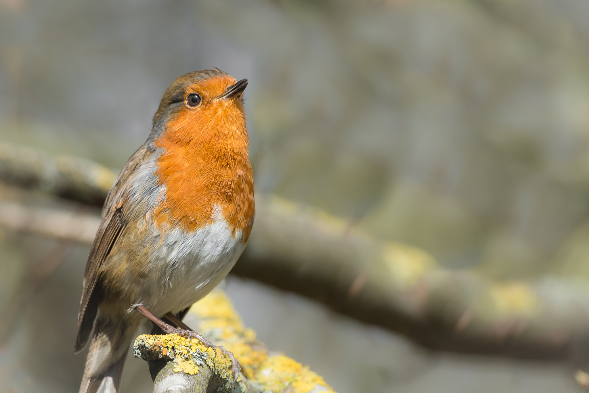 Nikon D800 + Nikon AF-S Nikkor 300mm F4D ED-IF sample photo. Robin red breast photography