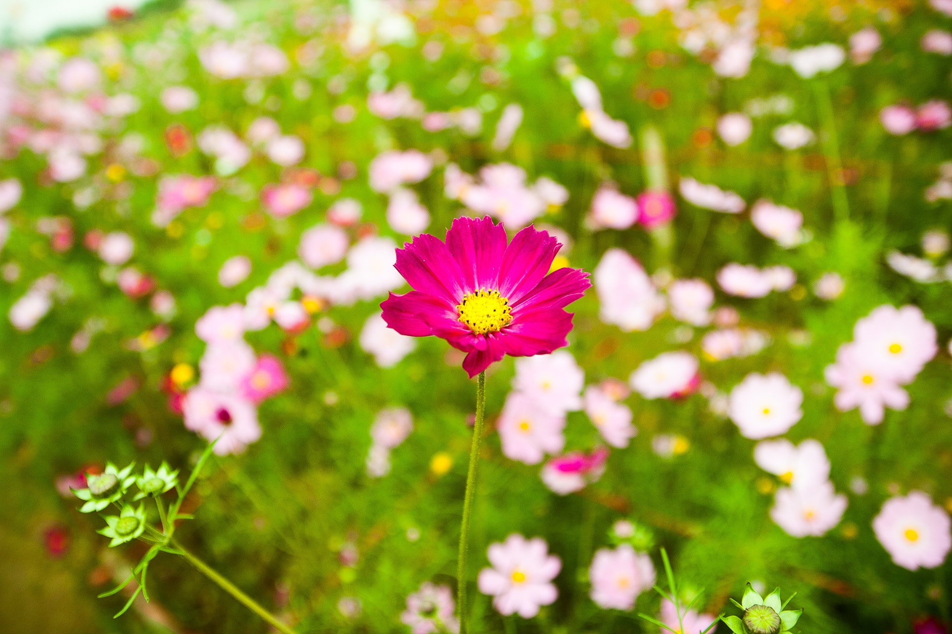 Canon EOS 40D sample photo. Fragile photography