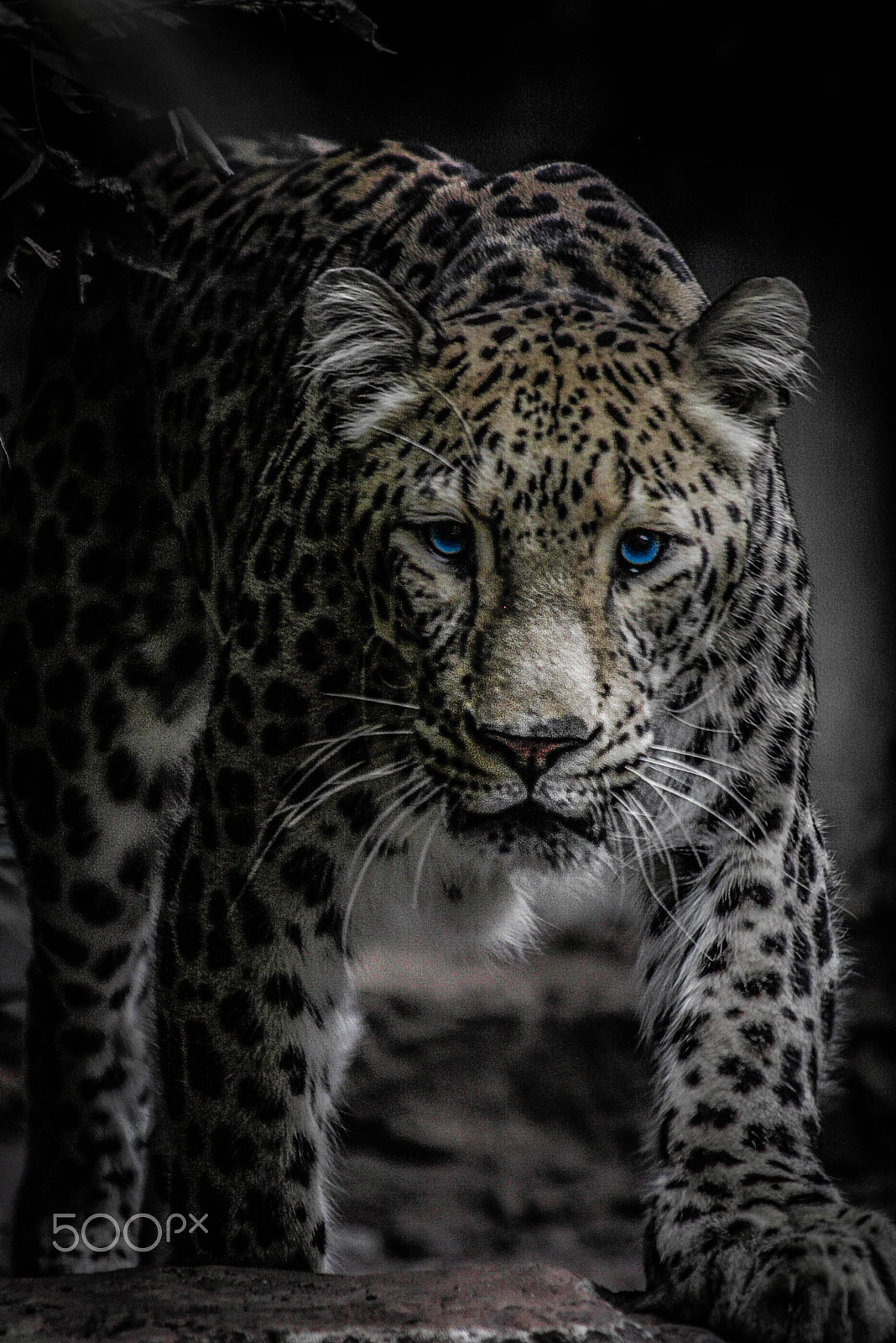 Canon EF 70-300mm F4-5.6 IS USM sample photo. Leopard photography